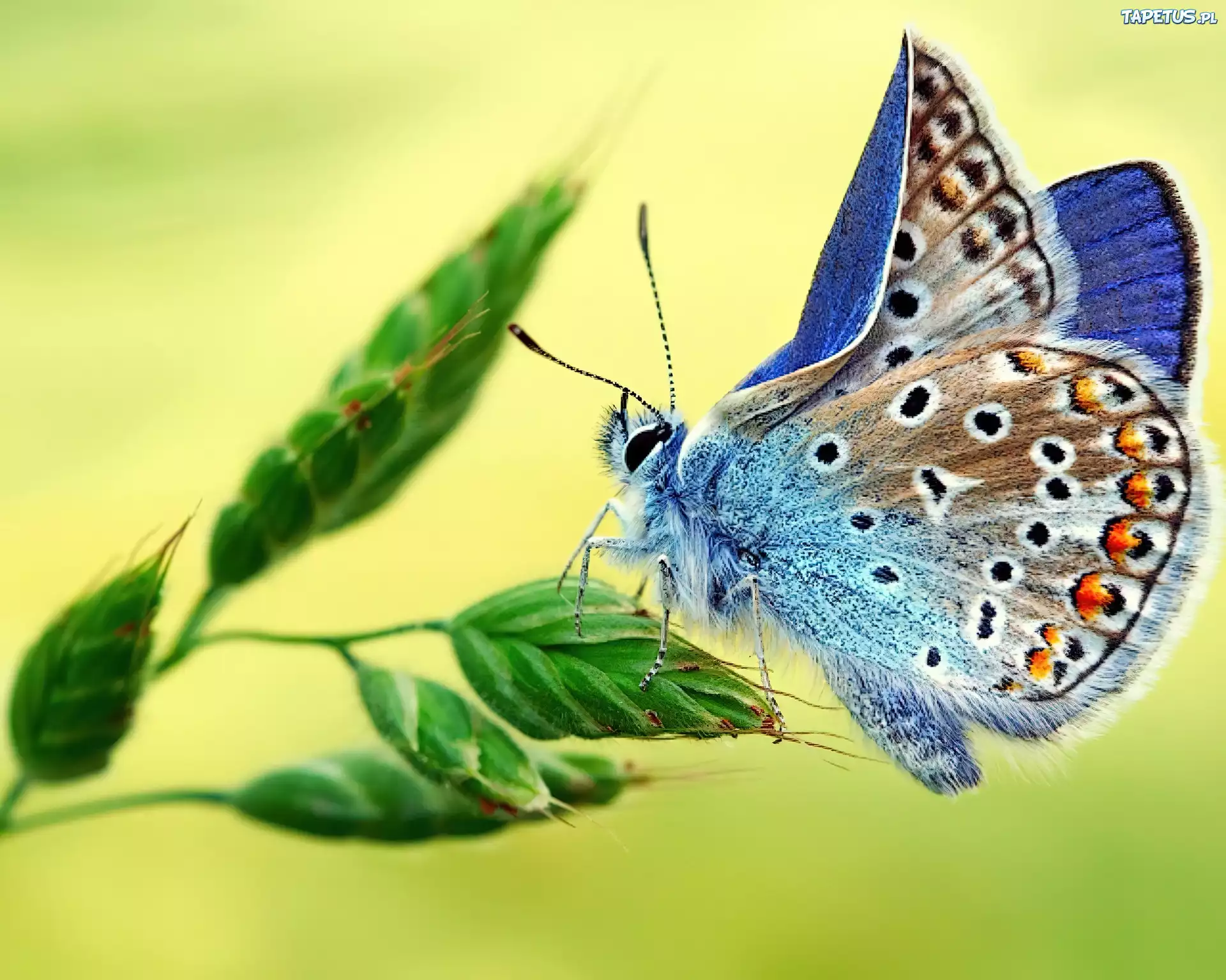 Kolorowy, Motyl, Trawa