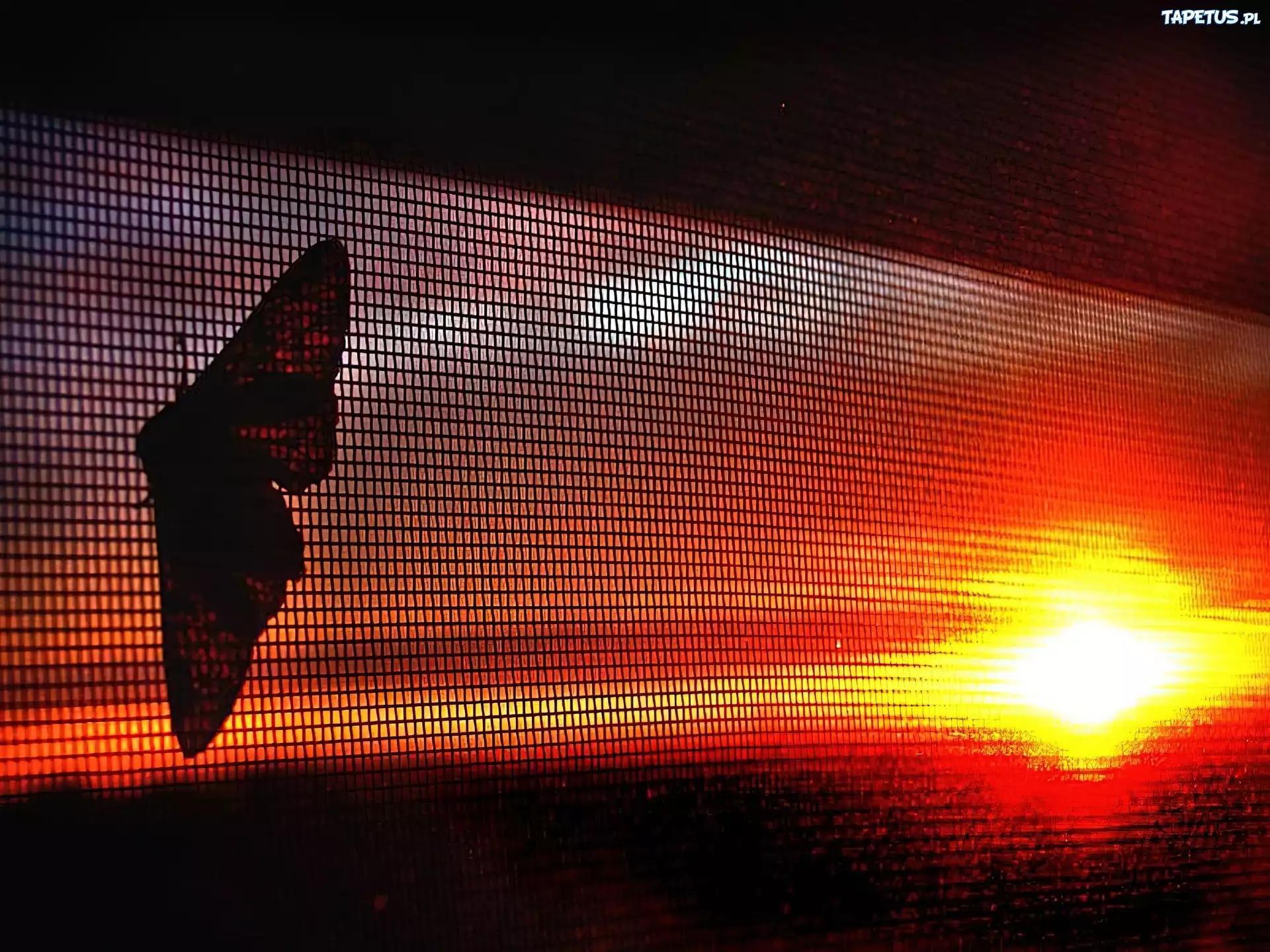 Siatka, Motyl, Słońce