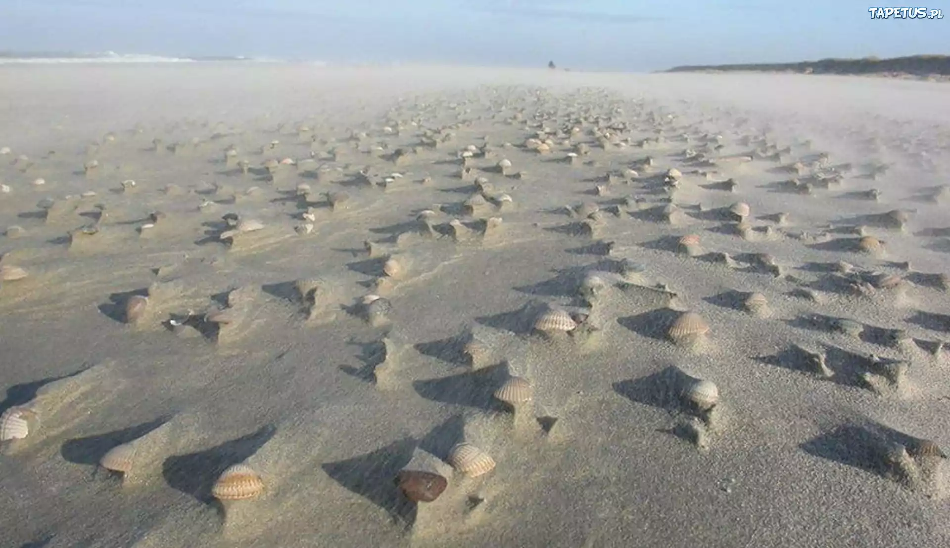 Plaża, Piasek, Muszelki