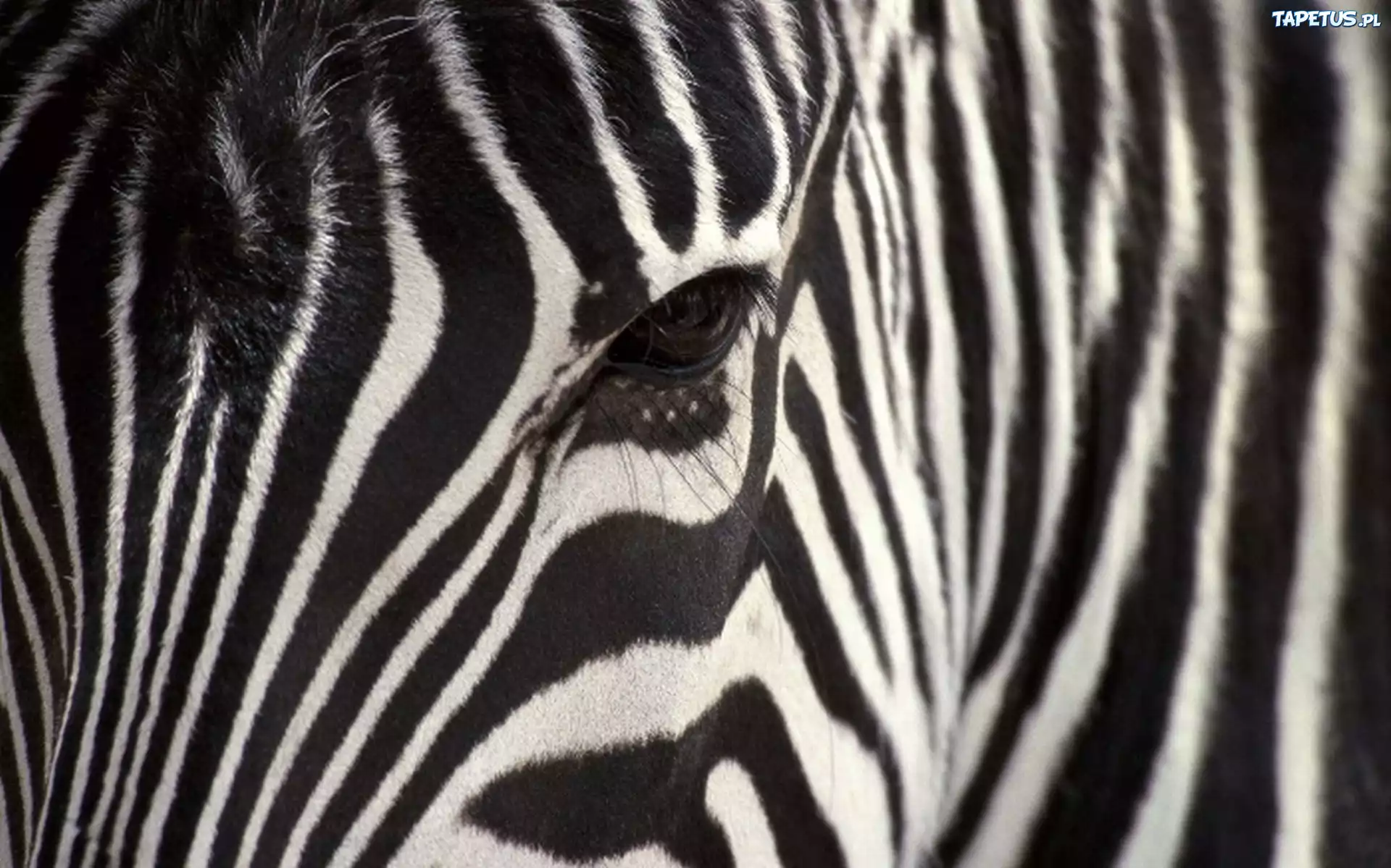 Zebra, Oko, Paski