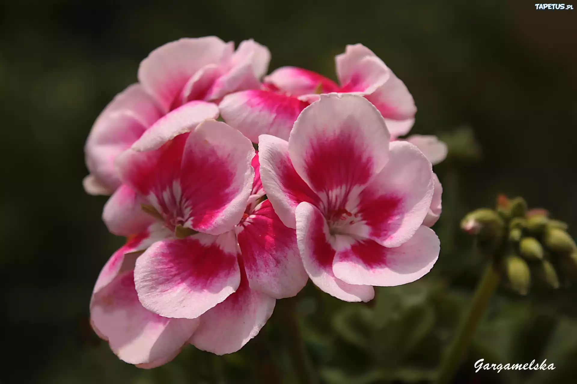 Pelargonia, Wiosna