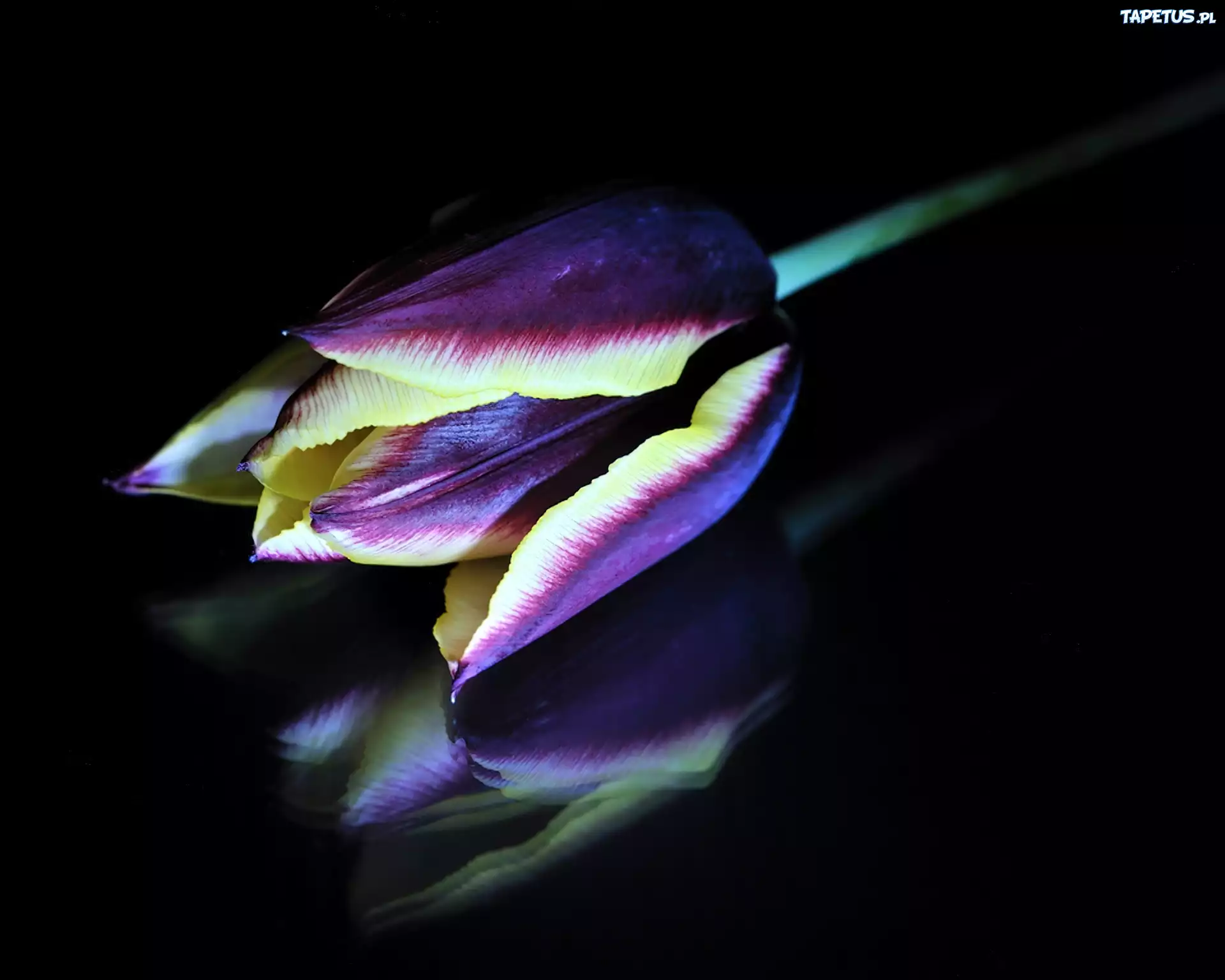 Kolorowy, Tulipan, Odbicie