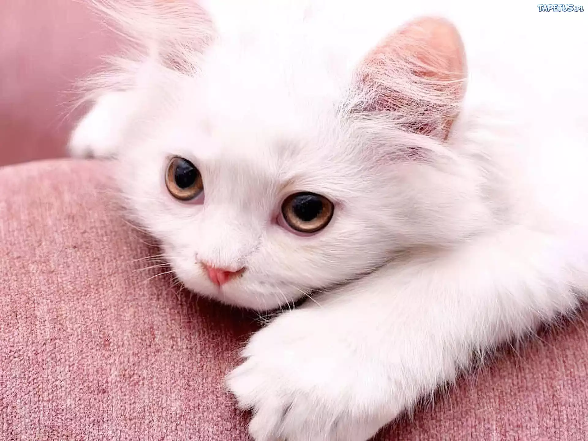 Белая киса. Белый котенок. Милые котики. Красивая белая кошечка. Милые белые котята.