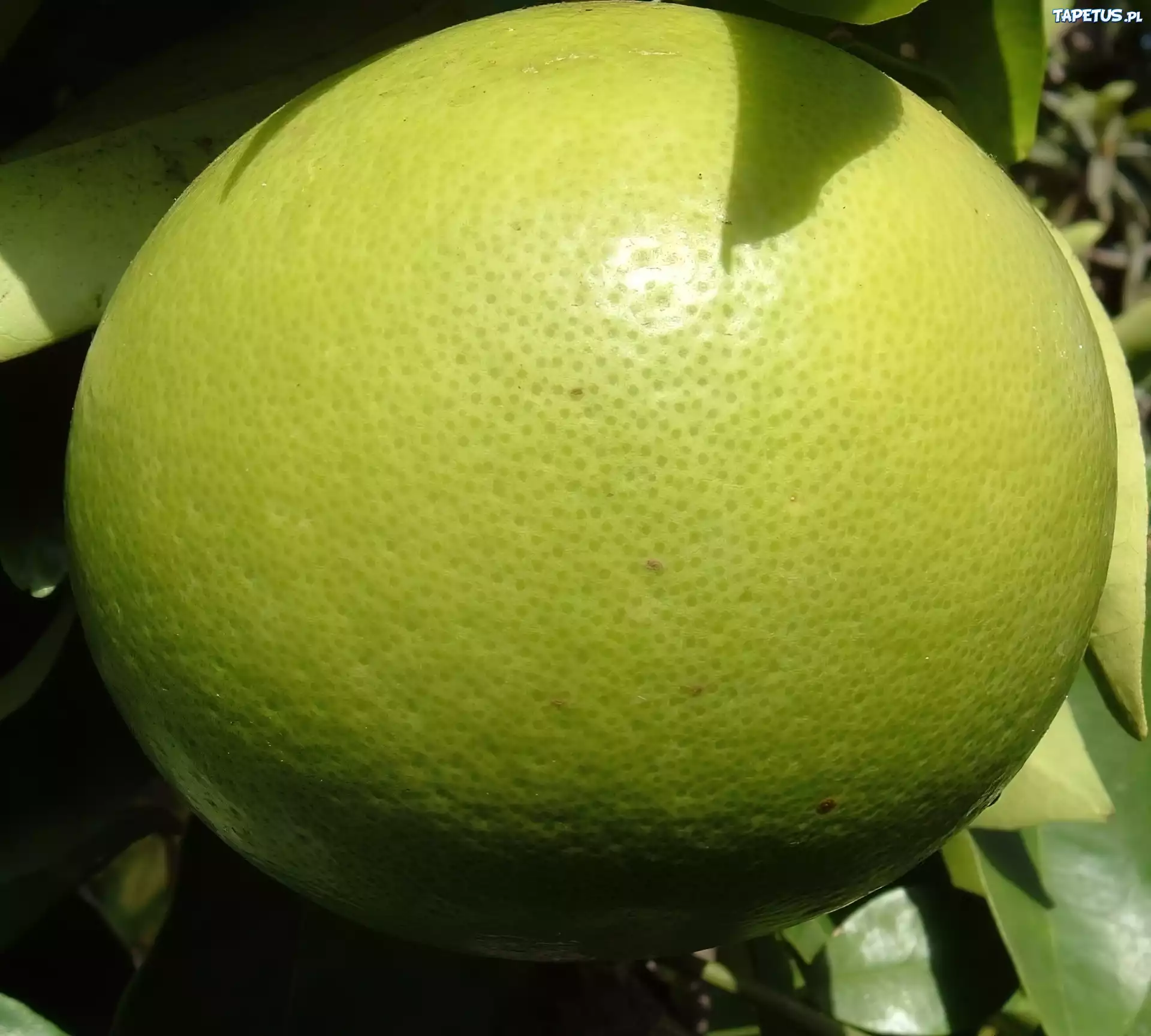 Zielony, Grejpfrut