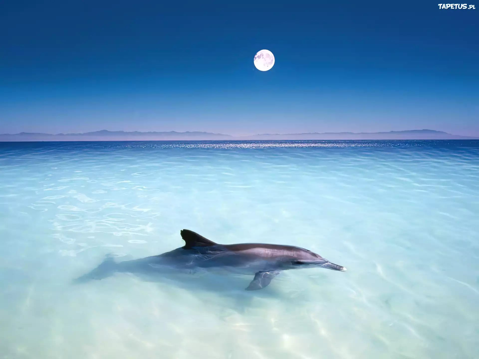 Delfin