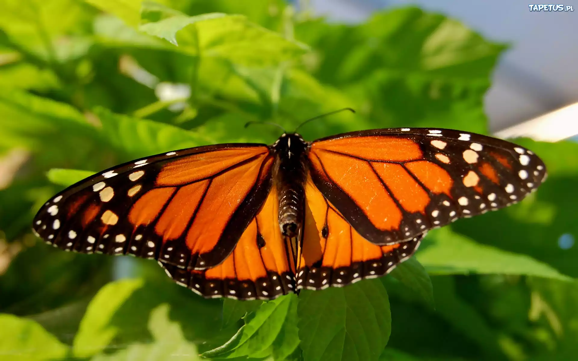 Motyl, Monarcha, Danaid, Wędrowny