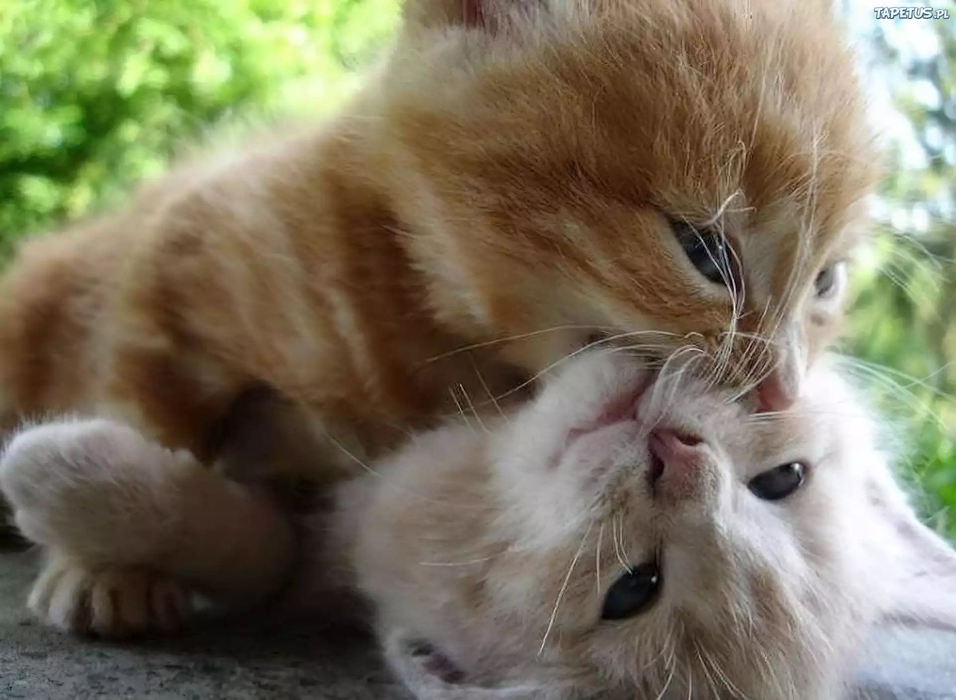 Как называется киса. Милые котики. Кошки любовь. Котята обнимашки целовашки. Котенок кусается.