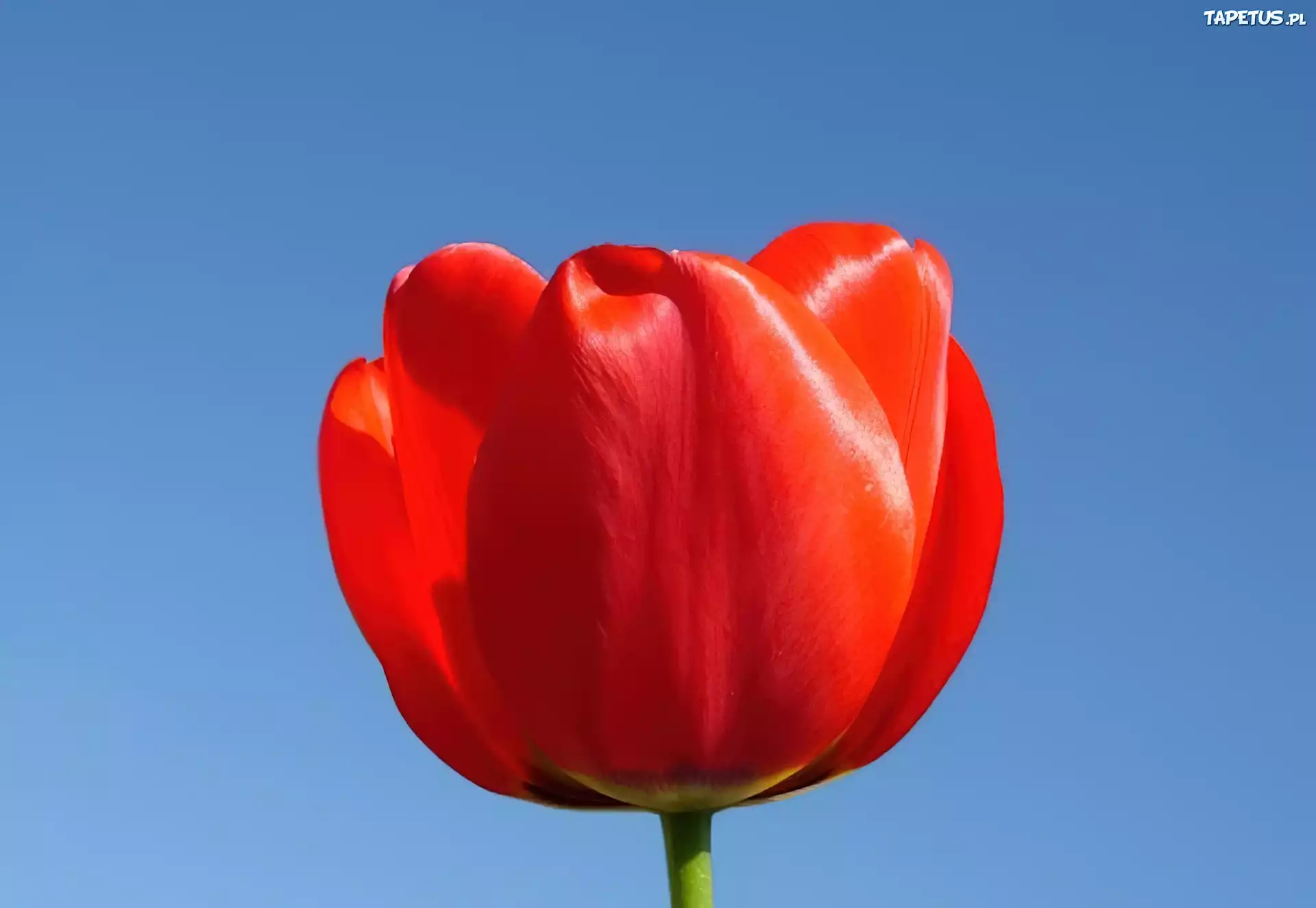 Czerwony, Tulipan