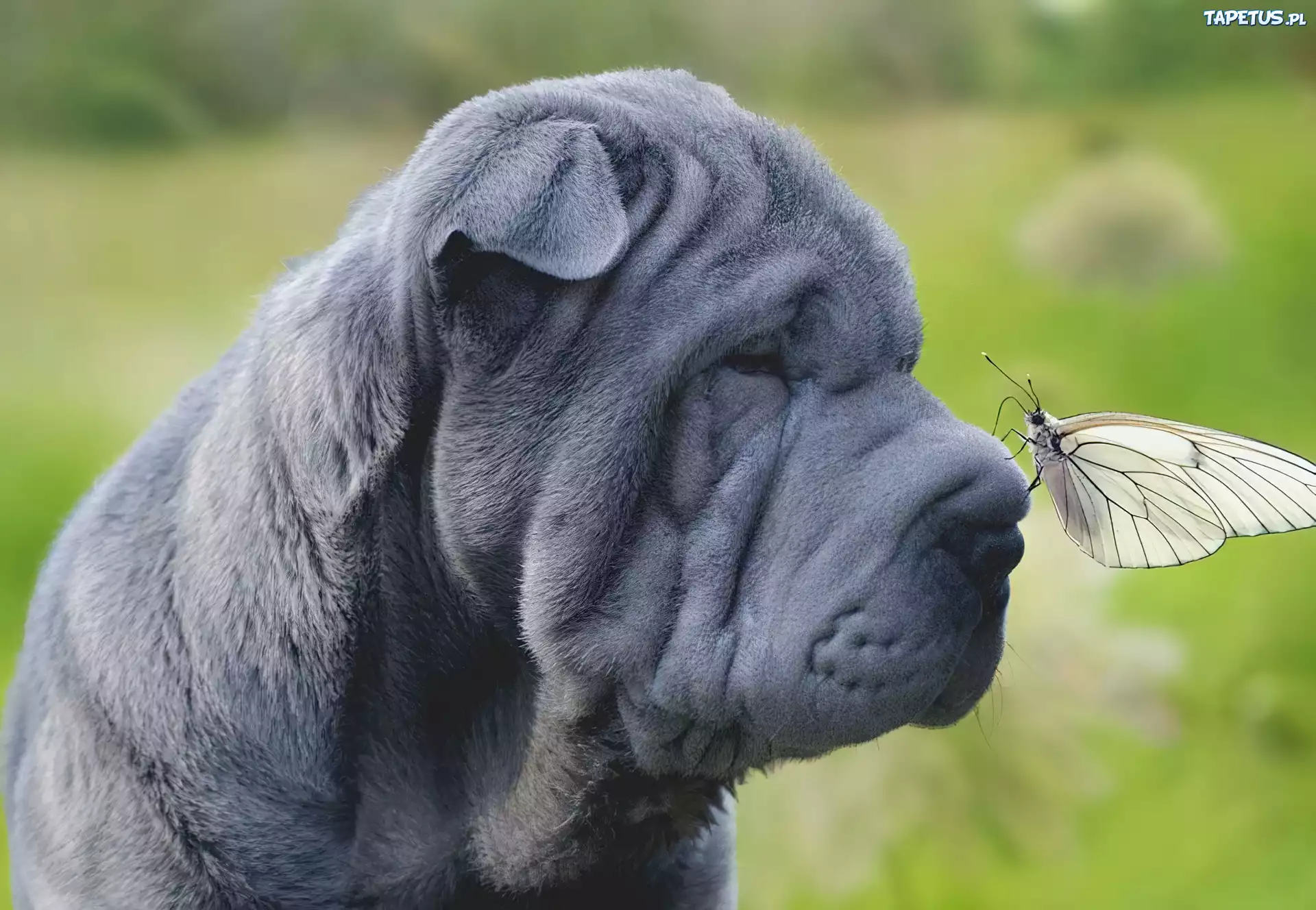 Mastif, Motyl