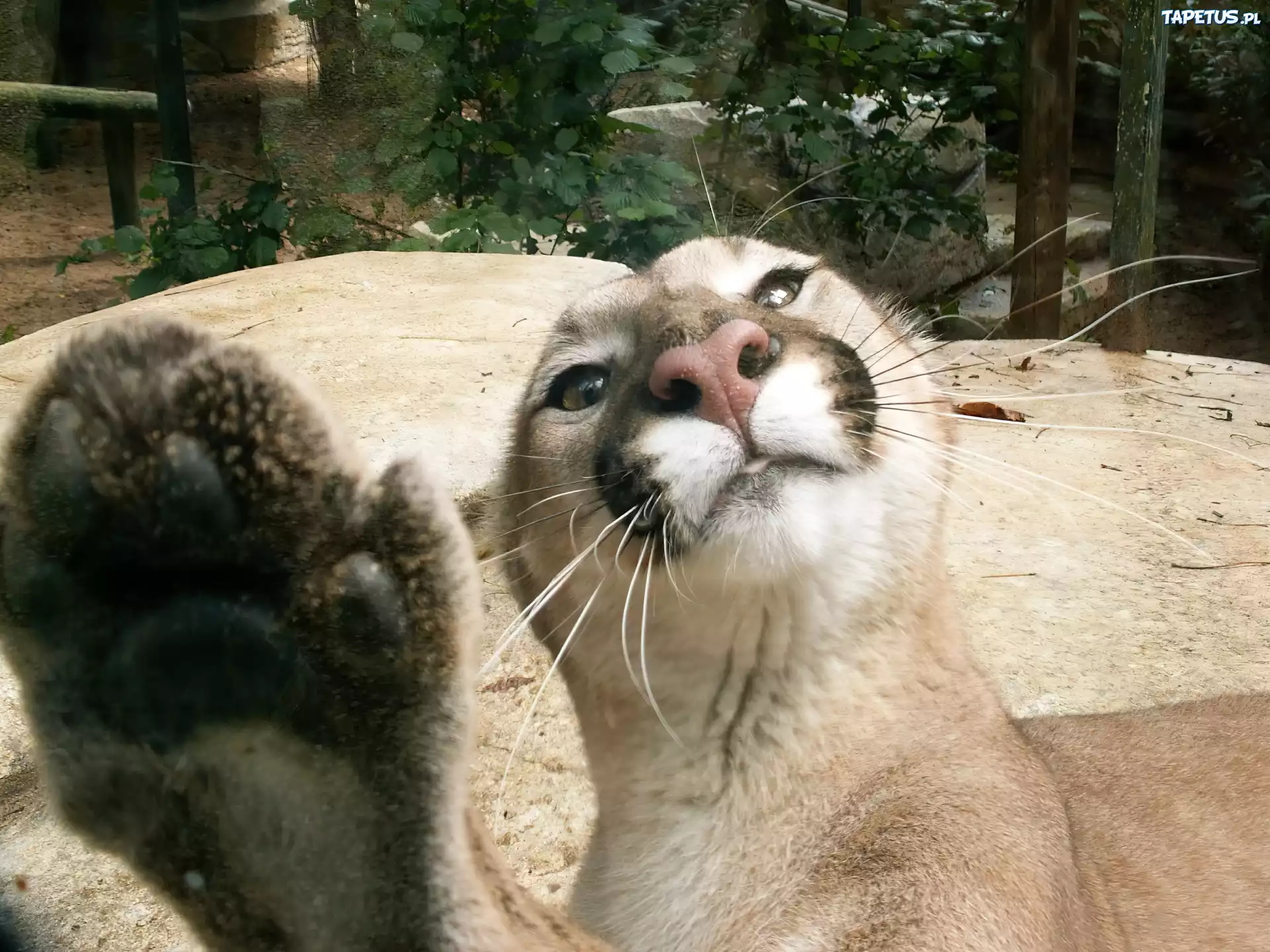 Łapa, Puma