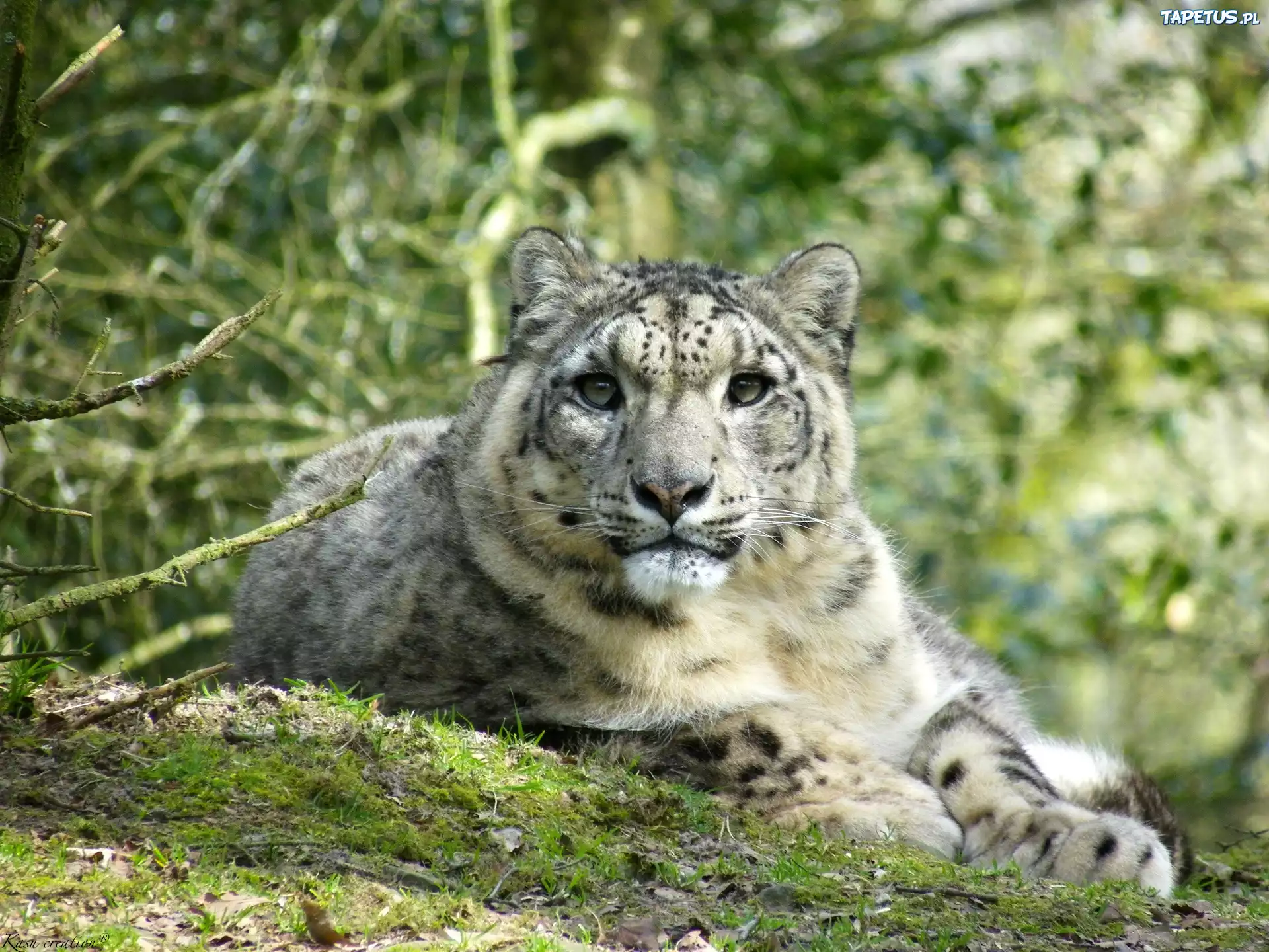 Animals org. Снежный Барс. Снежный Барс в лесу. Барс животное. Снежный Барс в дикой природе.