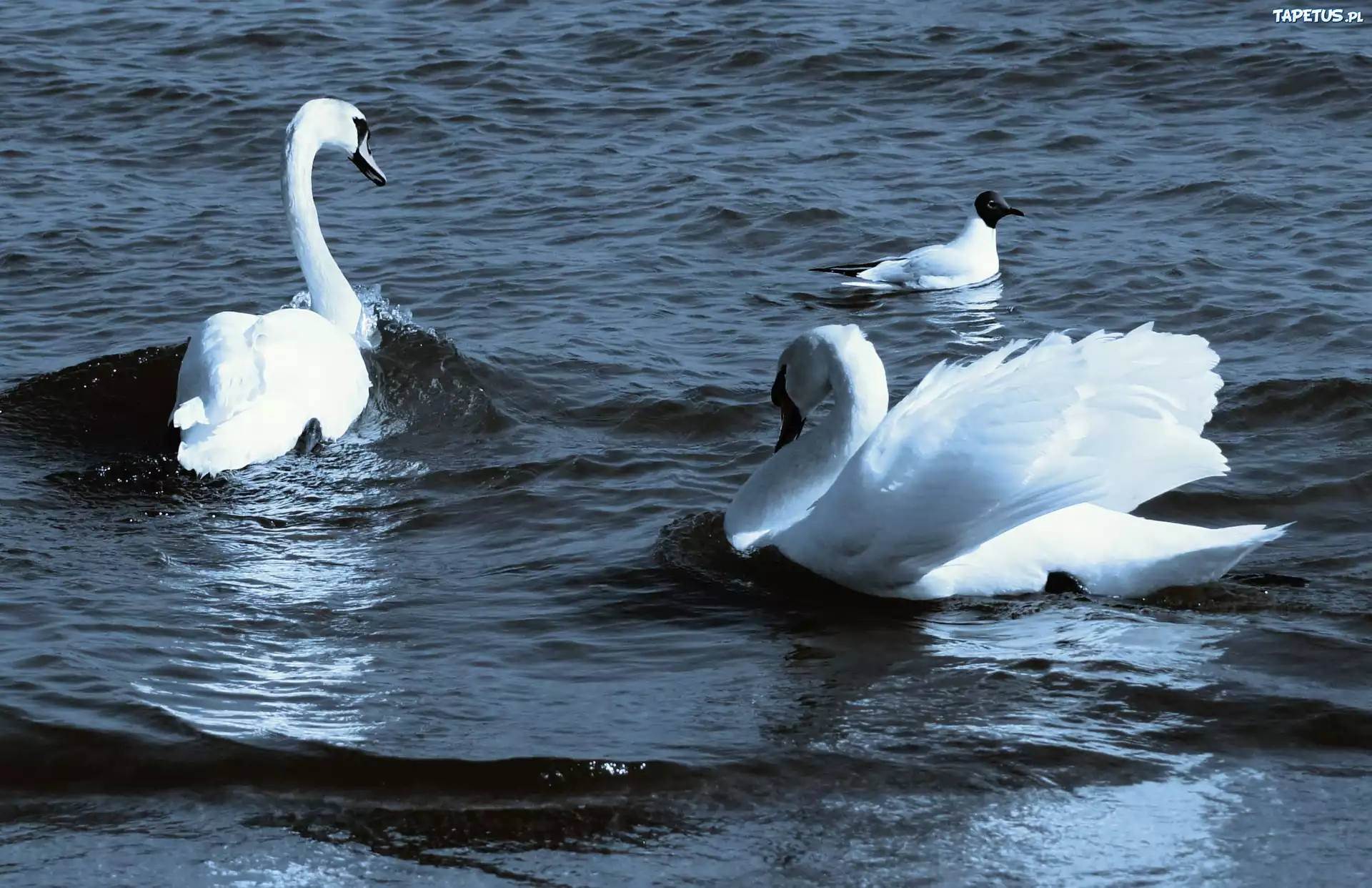 Łabędzie, Mewa