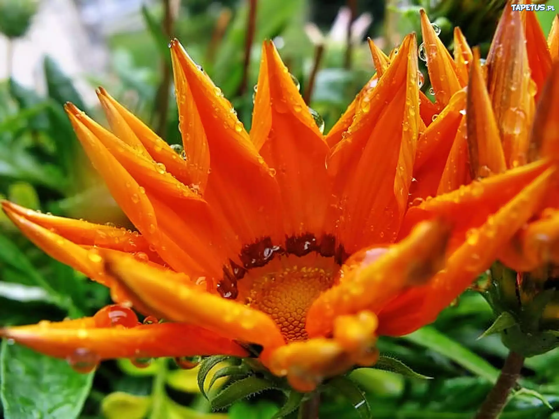 Kwiat, Gazania, Deszcz