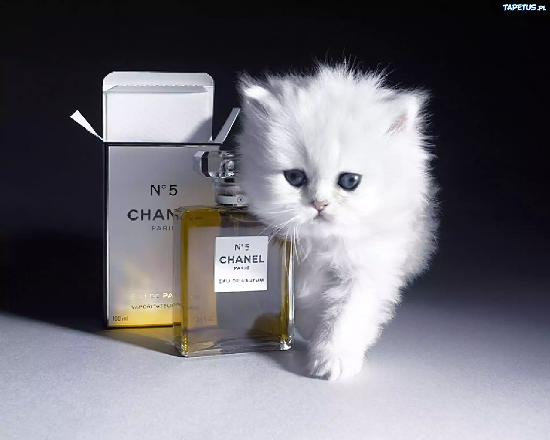 Kot, Perfumy, Chanel
