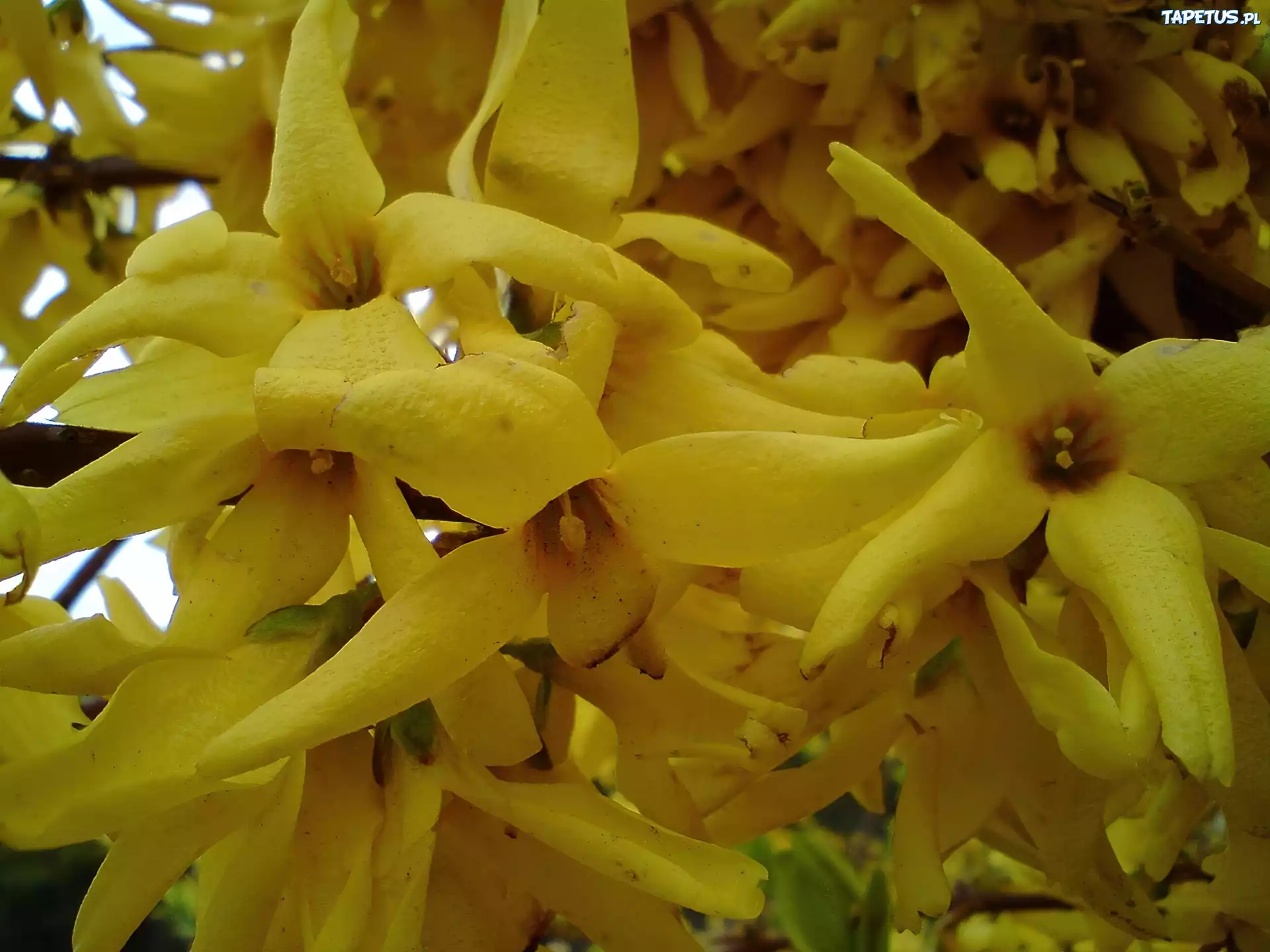 Kwiat, Forsycja
