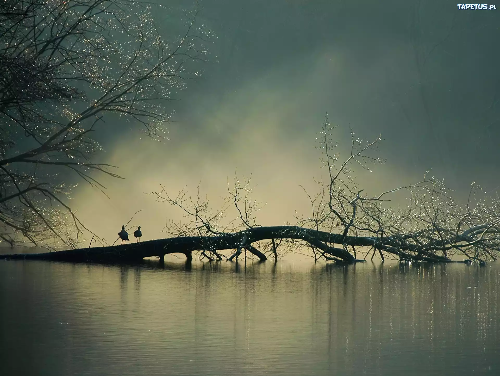Jezioro, Drzewo, Mgła