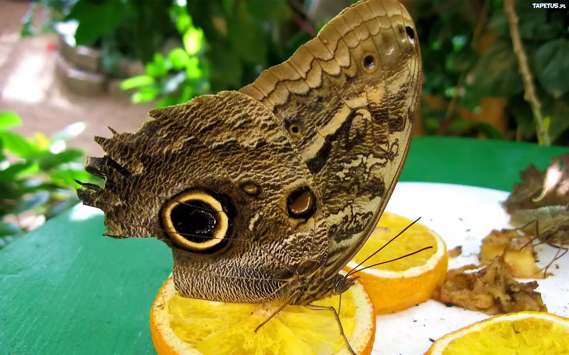 Motyl, Plasterki, Cytryny