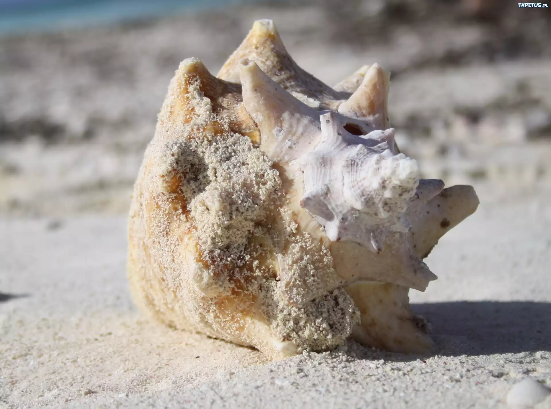 Muszla, Plaża, Grand Turk