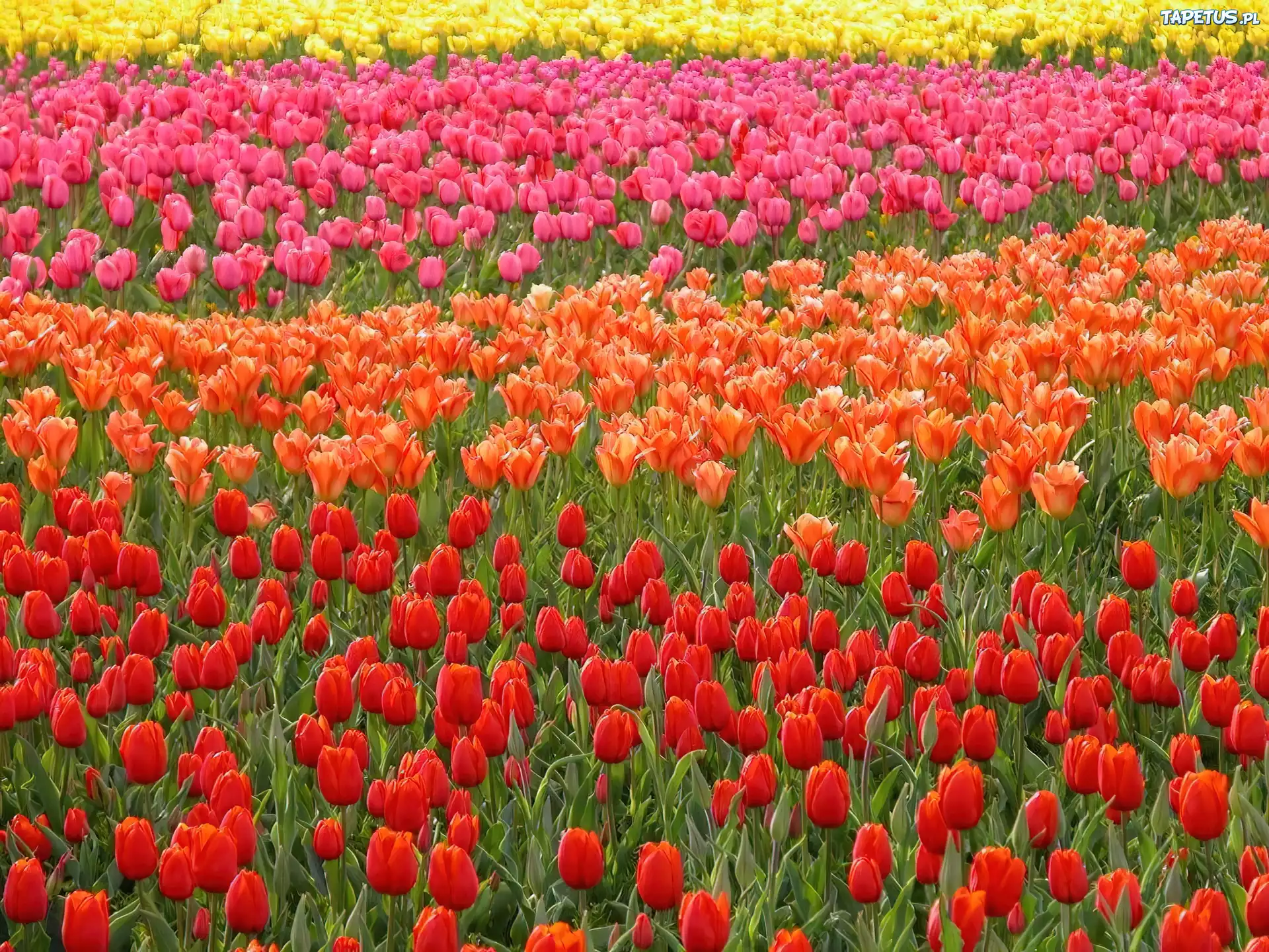 Kolorowe, Rzędy, Tulipanów
