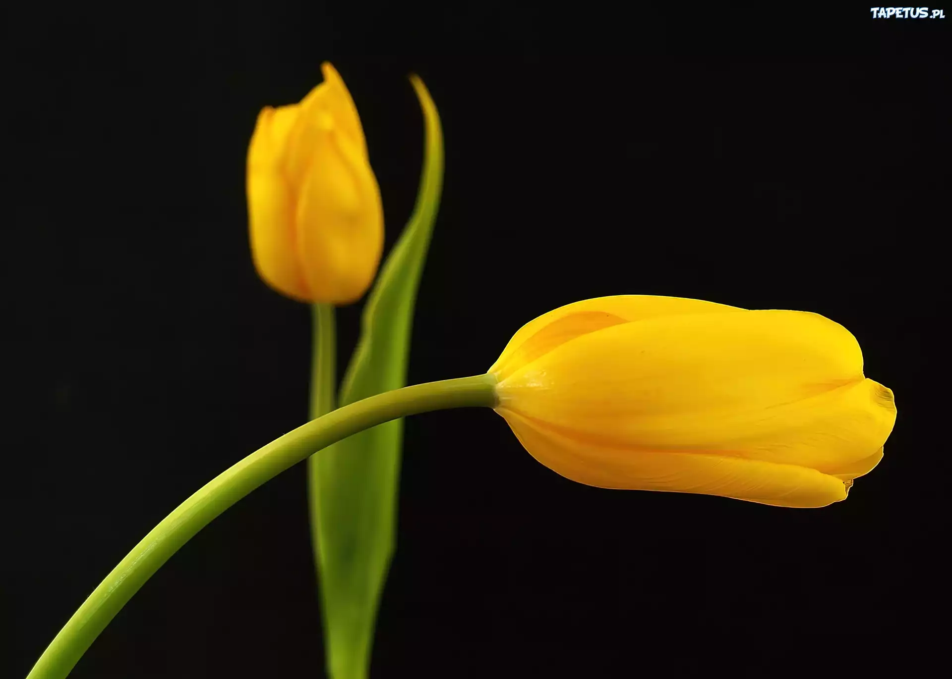 Dwa, Żółte, Tulipany