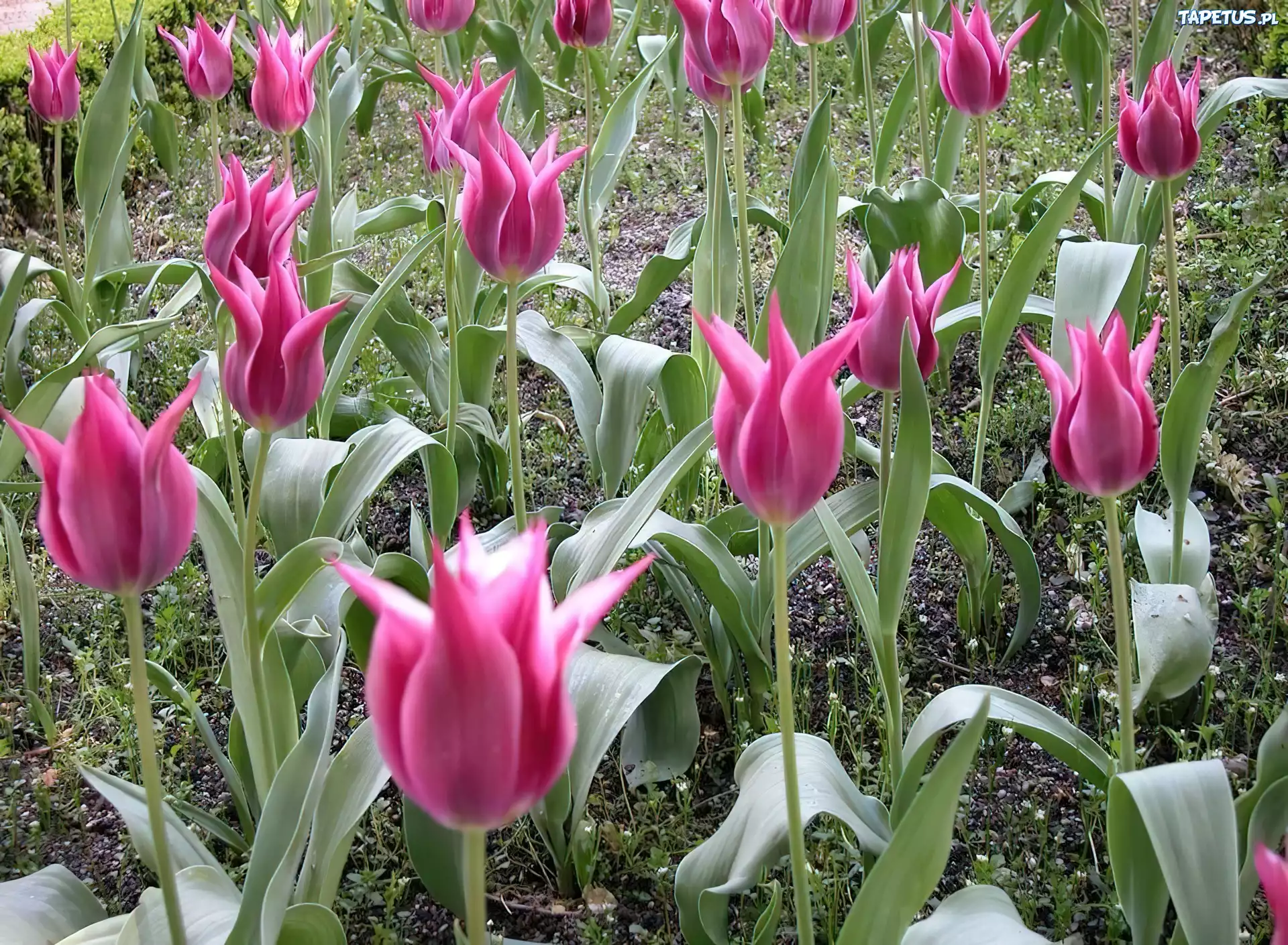 Różowe, Tulipany