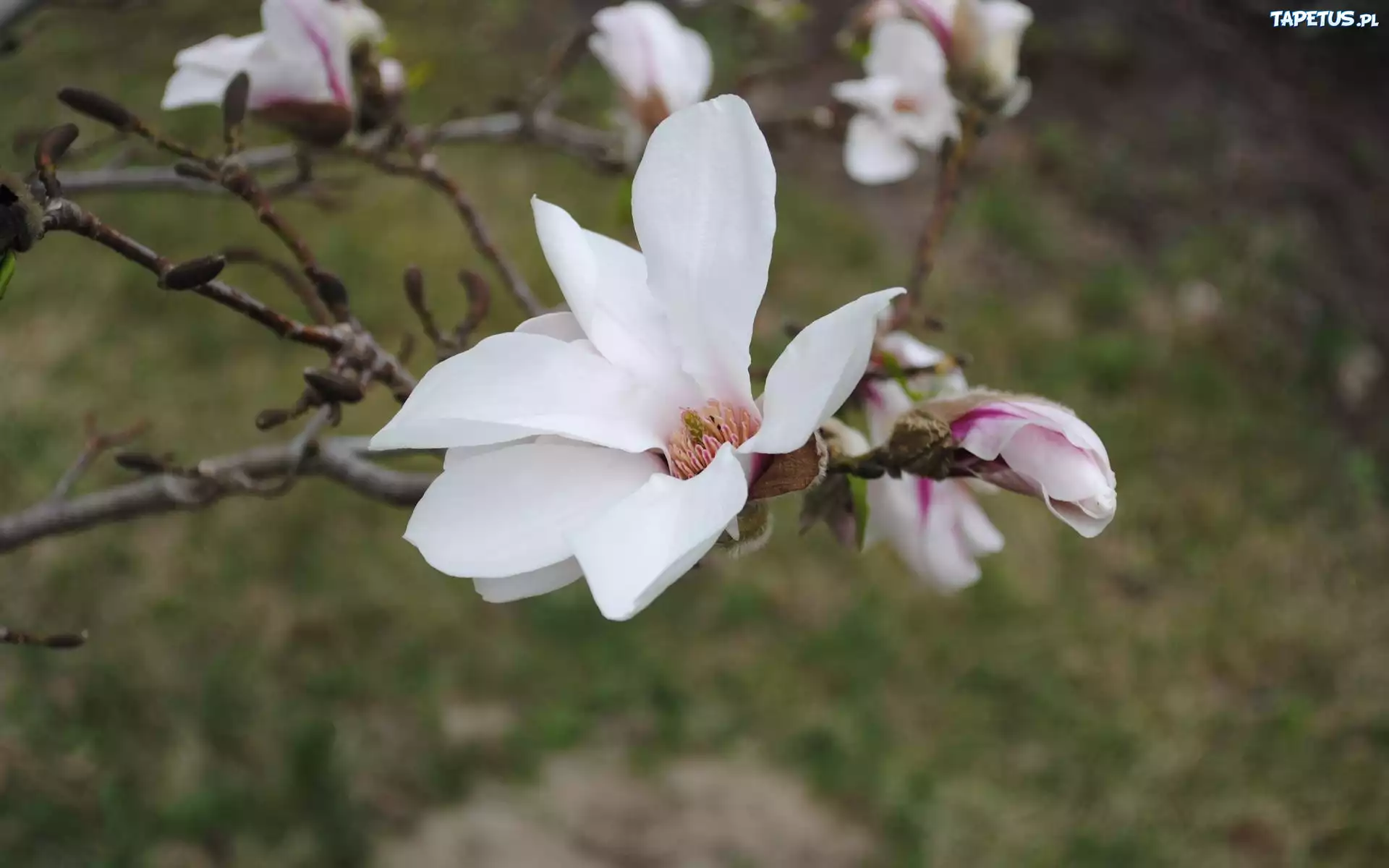 Białe, Kwiaty, Magnolii