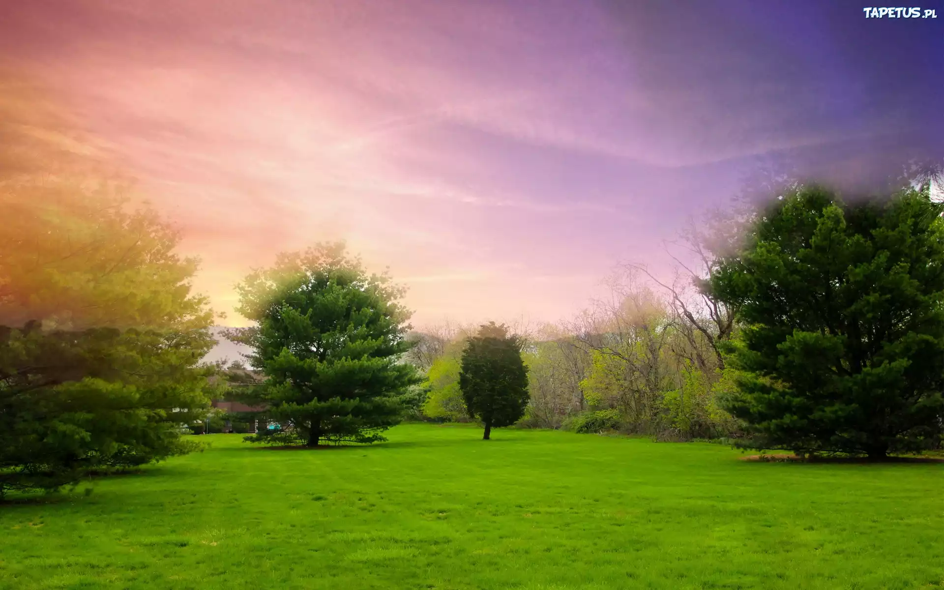 Park, Zielone, Drzewa, Krzewy