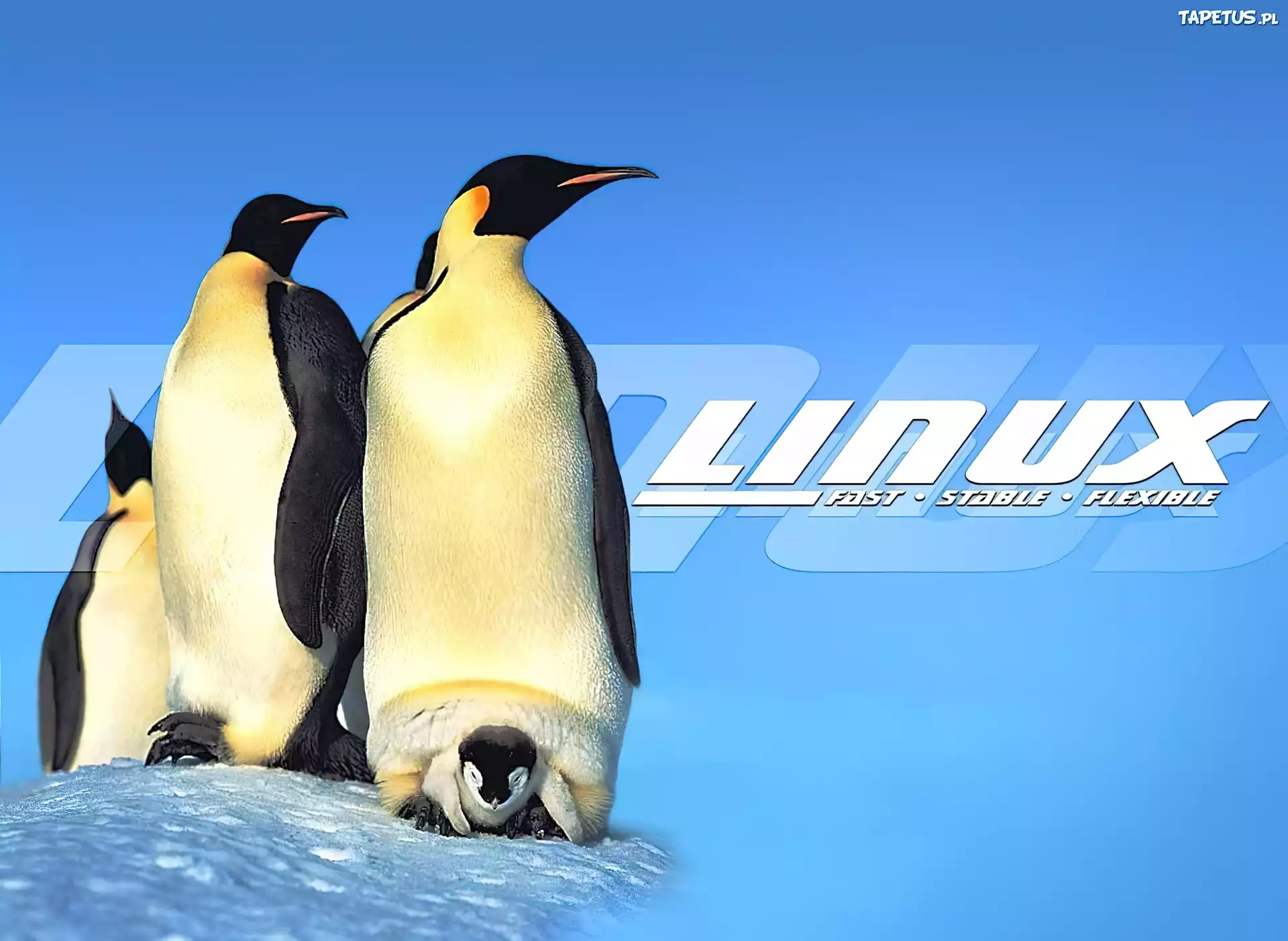 System, Linux, Rodzinka, Pingwinów