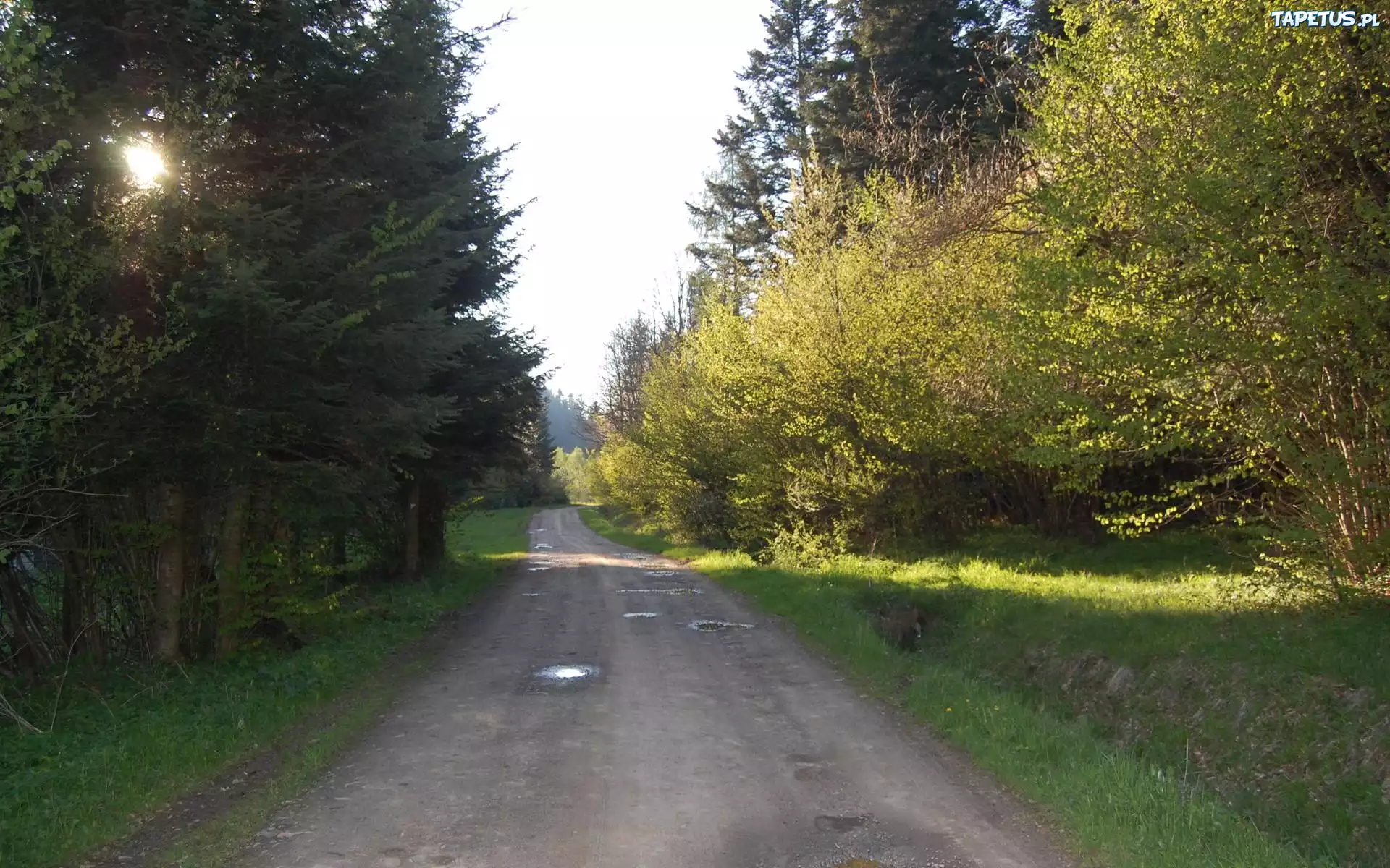 Droga, Gęstwina, Drzew, Krzewów