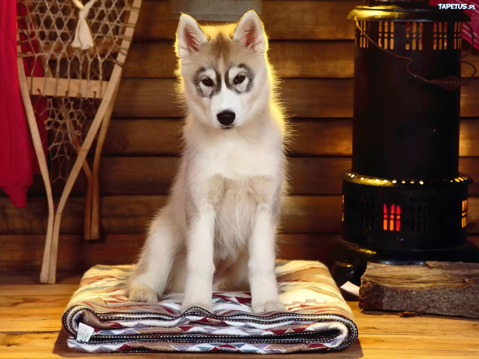 Siberian Husky, Szczeniak