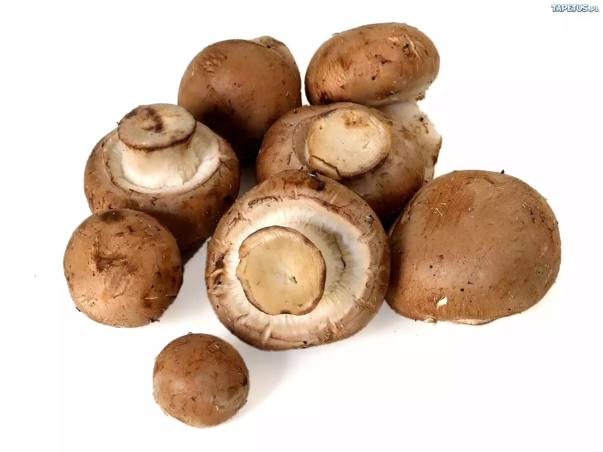 Pieczarki, Białe, Koszulki