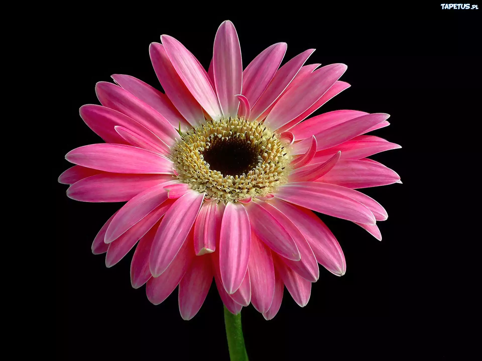 Różowa, Gerbera