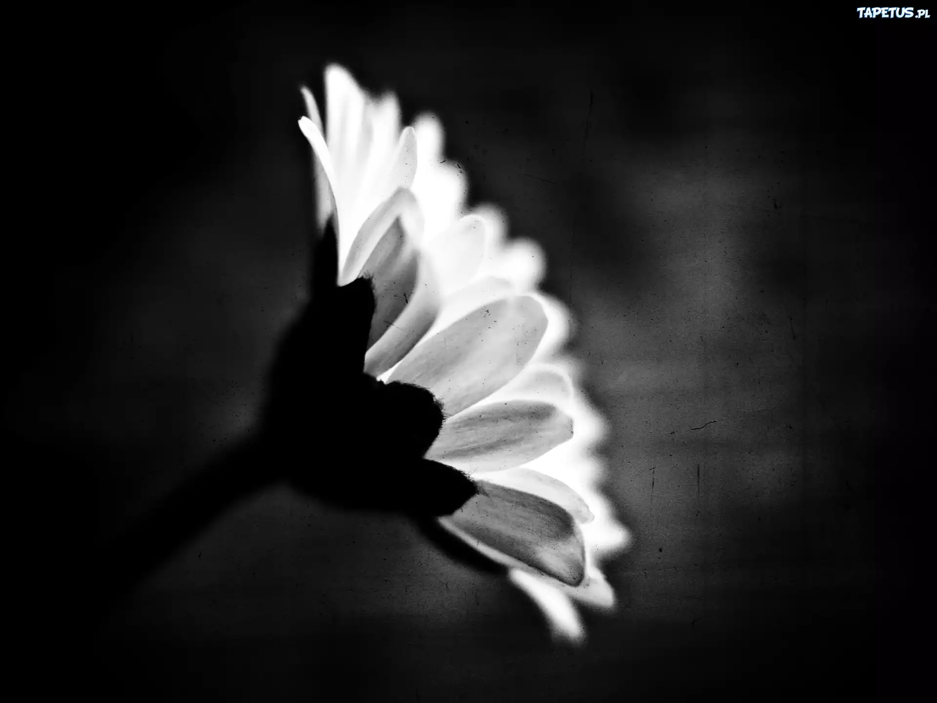 Biała, Gerbera, Czarne, Tło