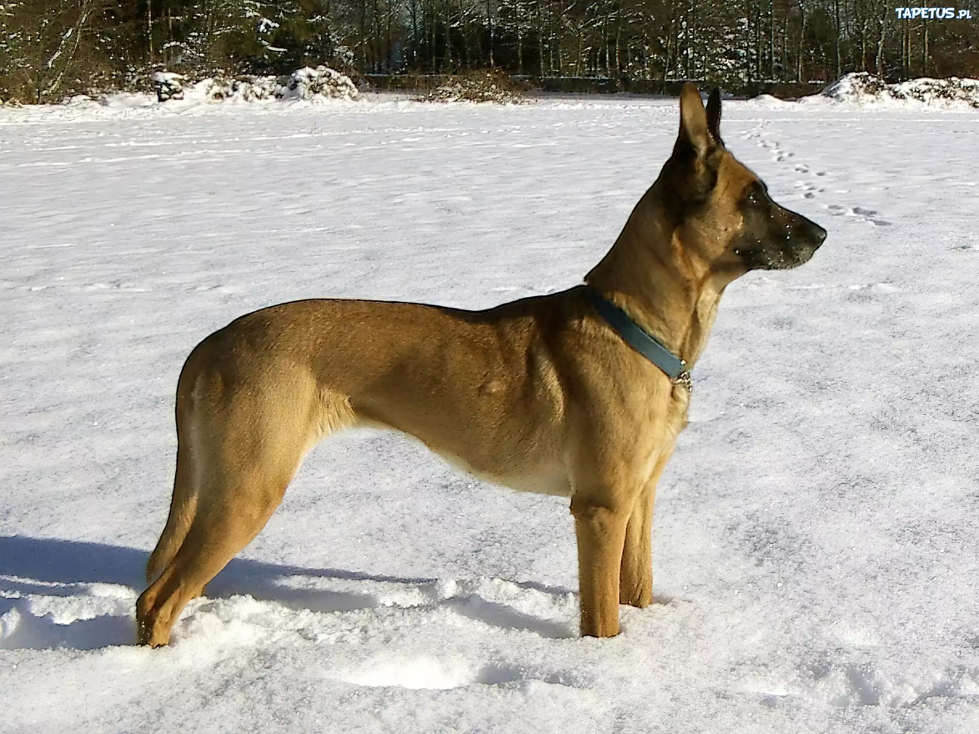 Owczarek belgijski Malinois