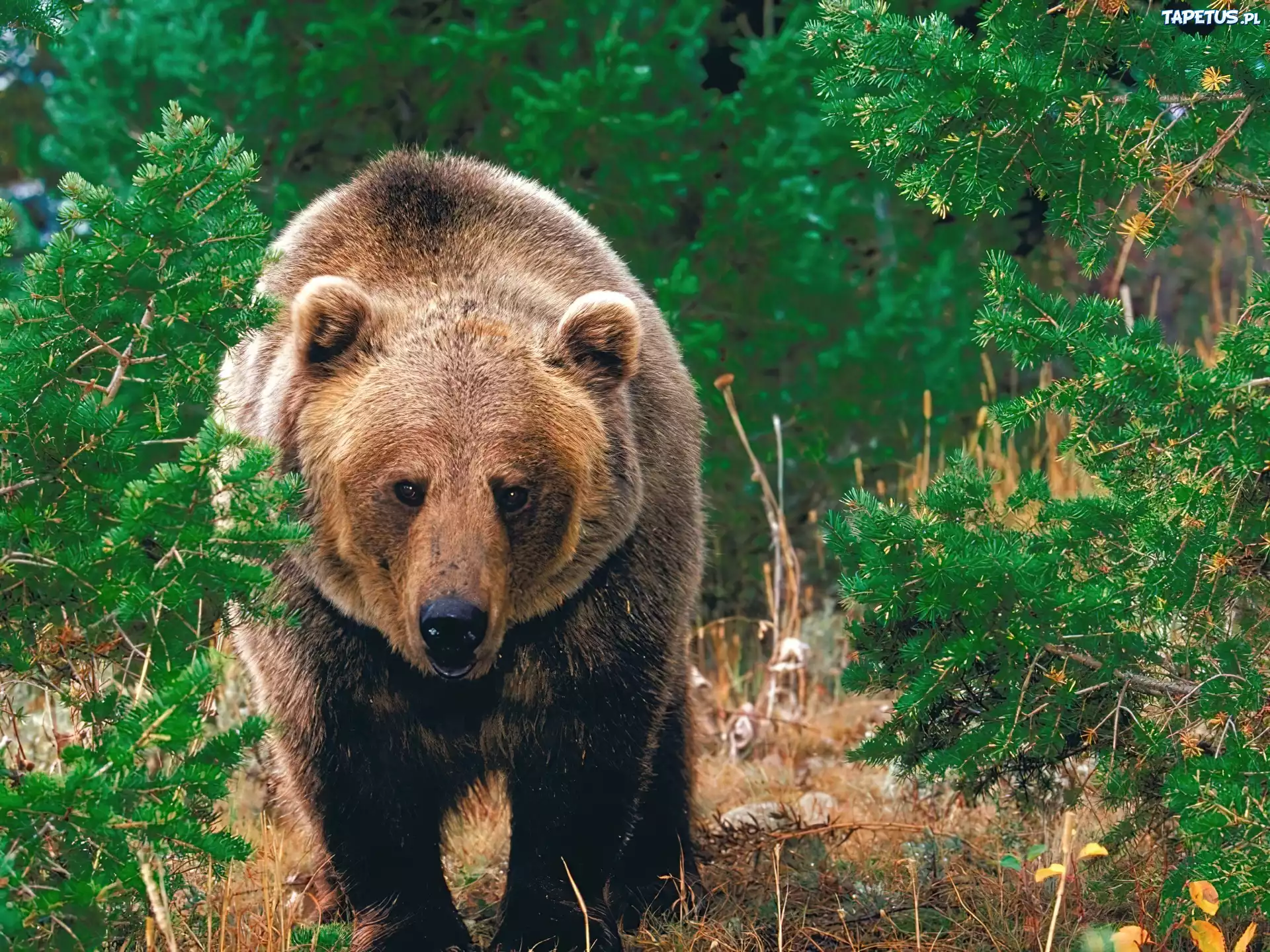 Животные зоны хвойных лесов. Бурый медведь в тайге. Бурый медведь Краснодарского края. Животные тайги бурый медведь. Бурый медведь в ХМАО.