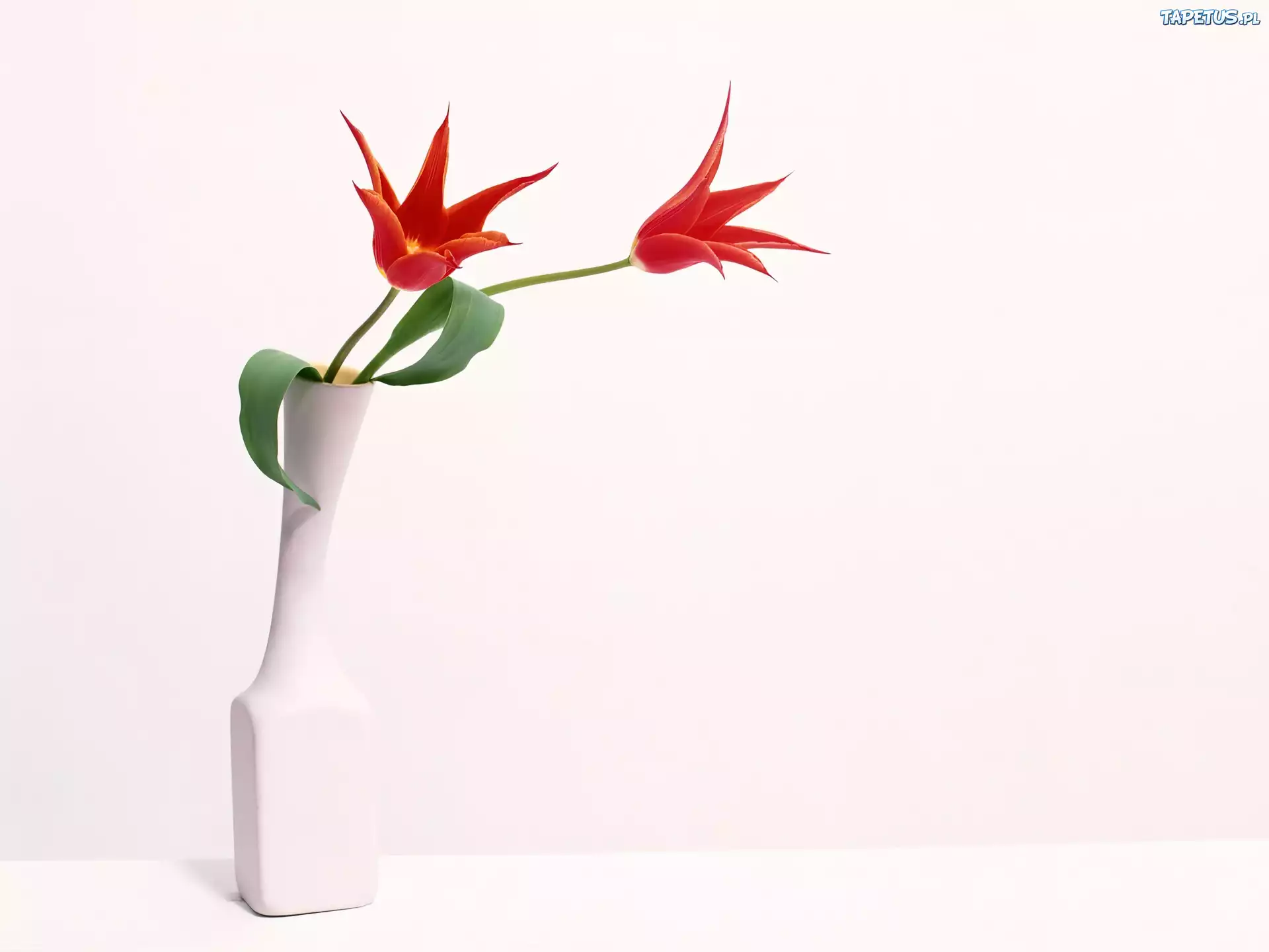 Dwa, Tulipany, Biały, Wazonik