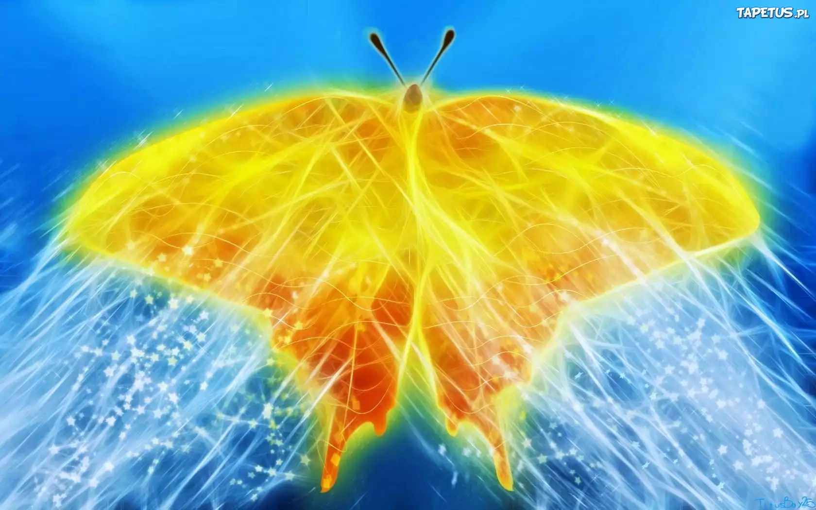 Motyl, 3D