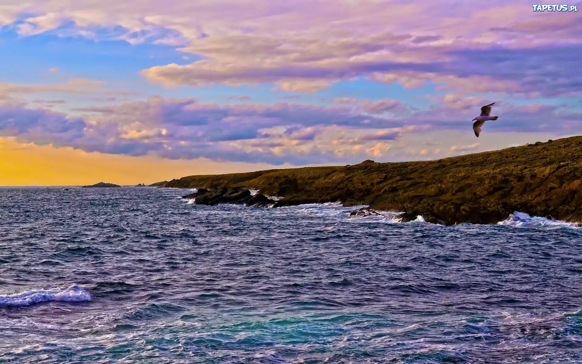 Ocean, Ptak