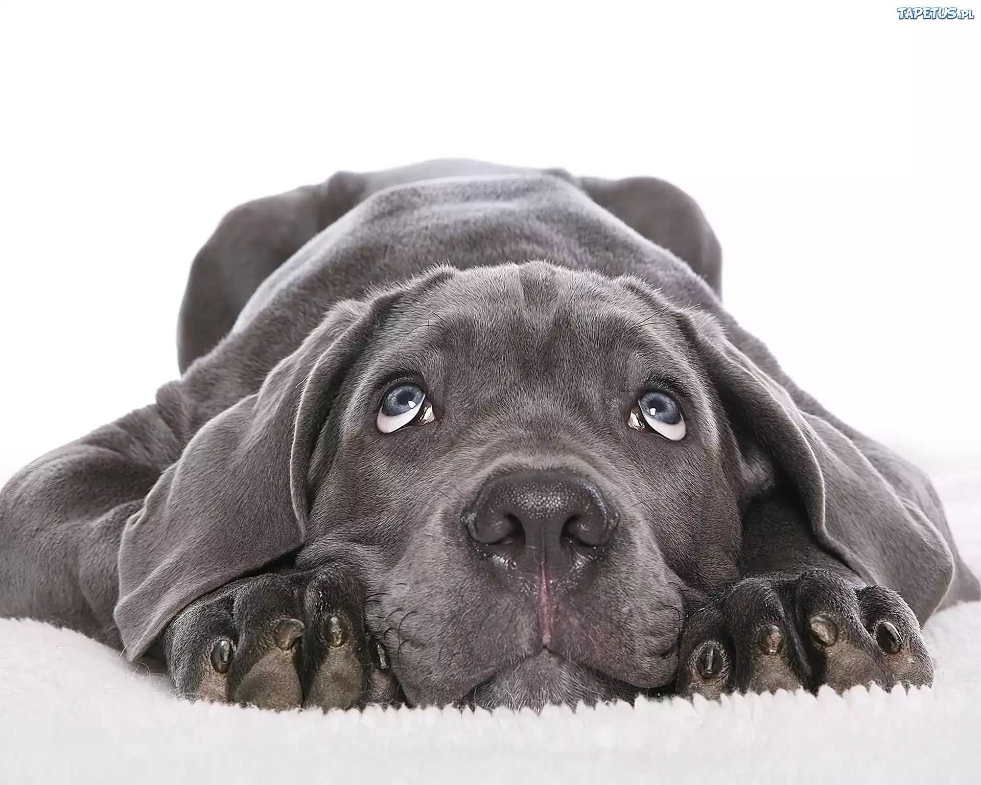 Czarny, Labrador Retriever , Szczeniak