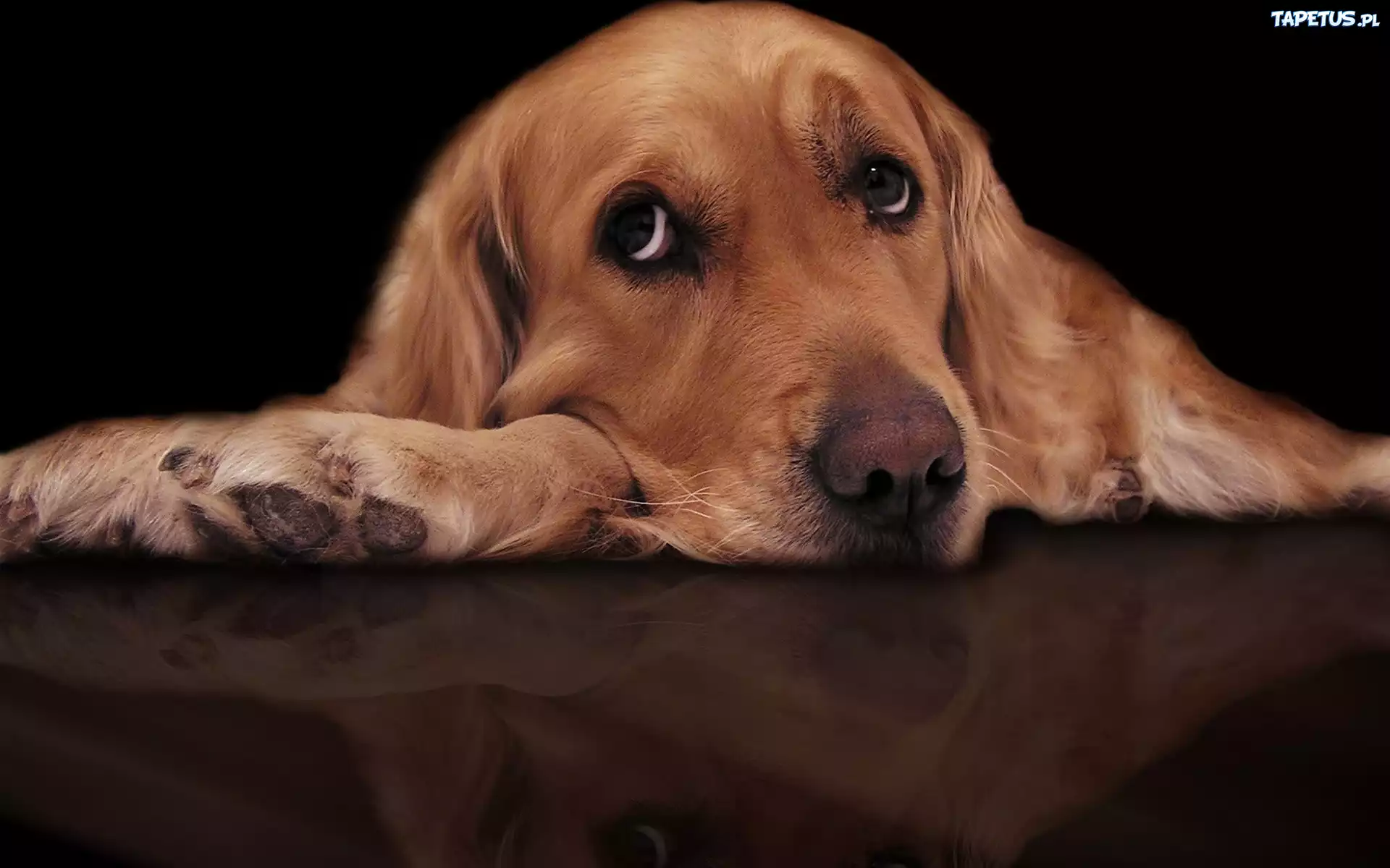 Cocker Spaniel