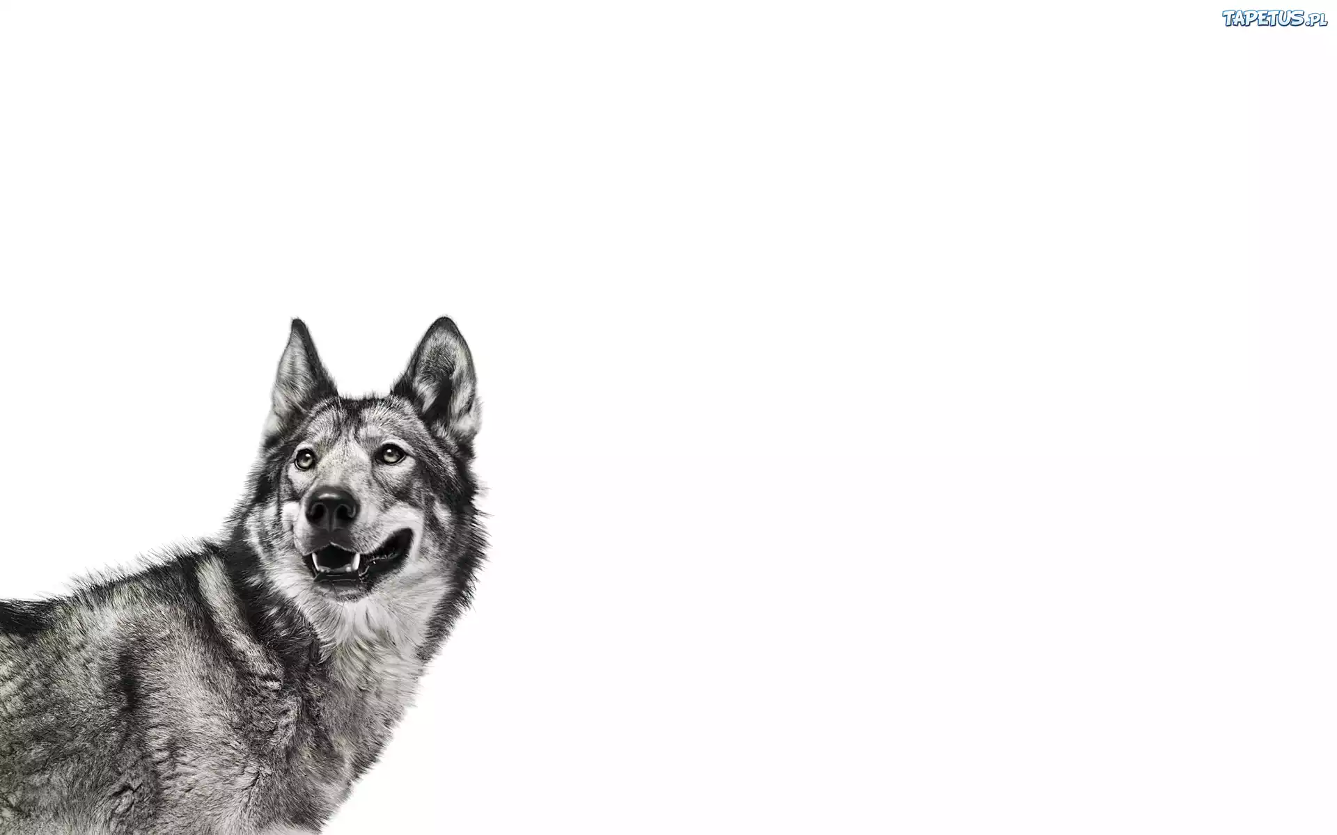 Siberian Husky, Uszy