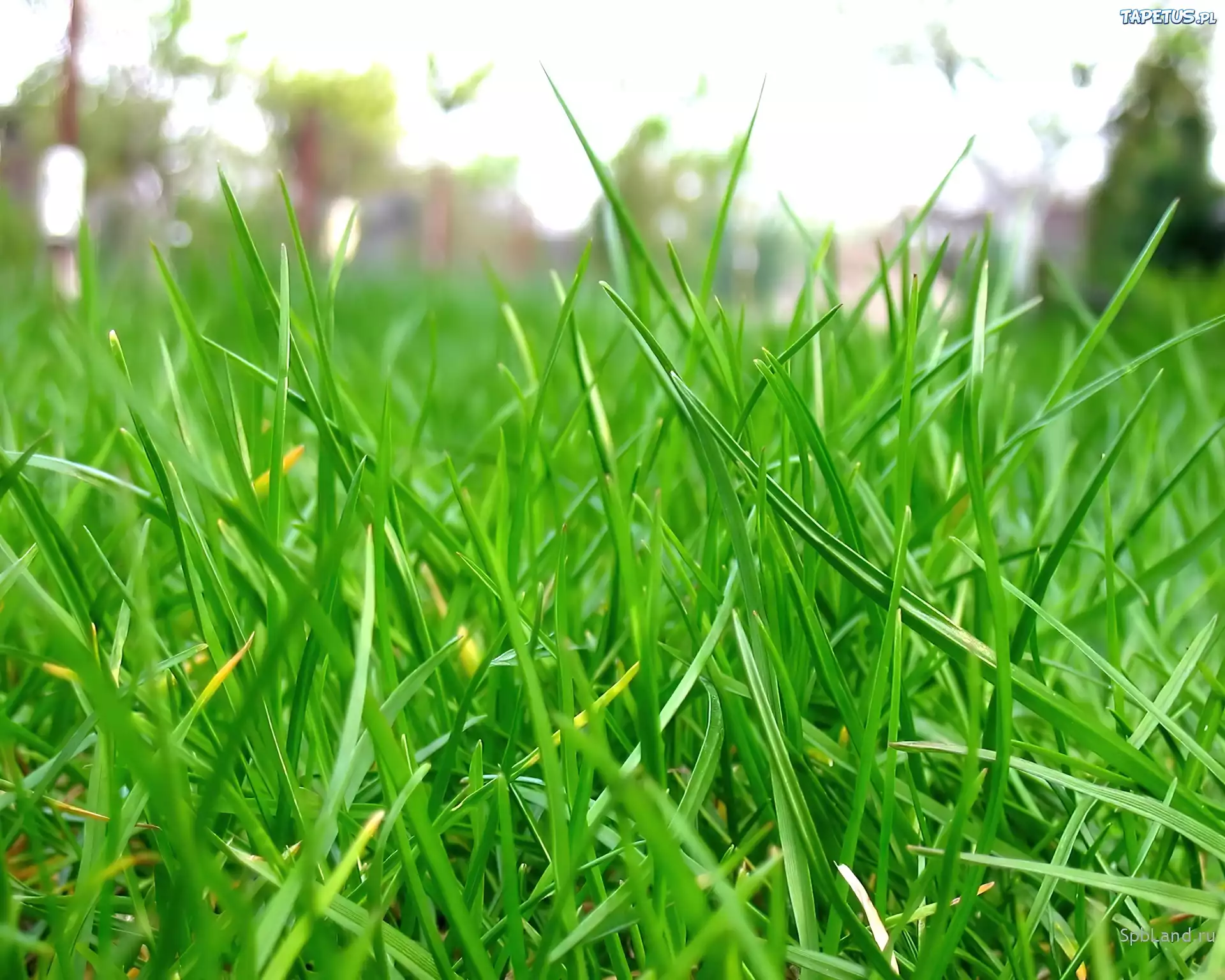 Слабая трава