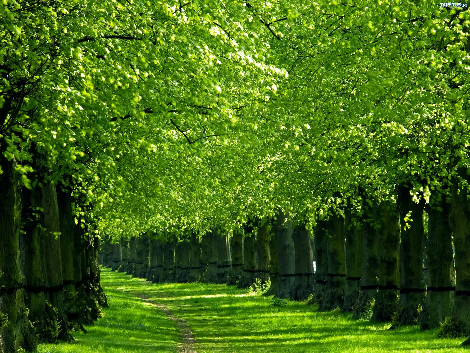 природа деревья трава nature trees grass загрузить