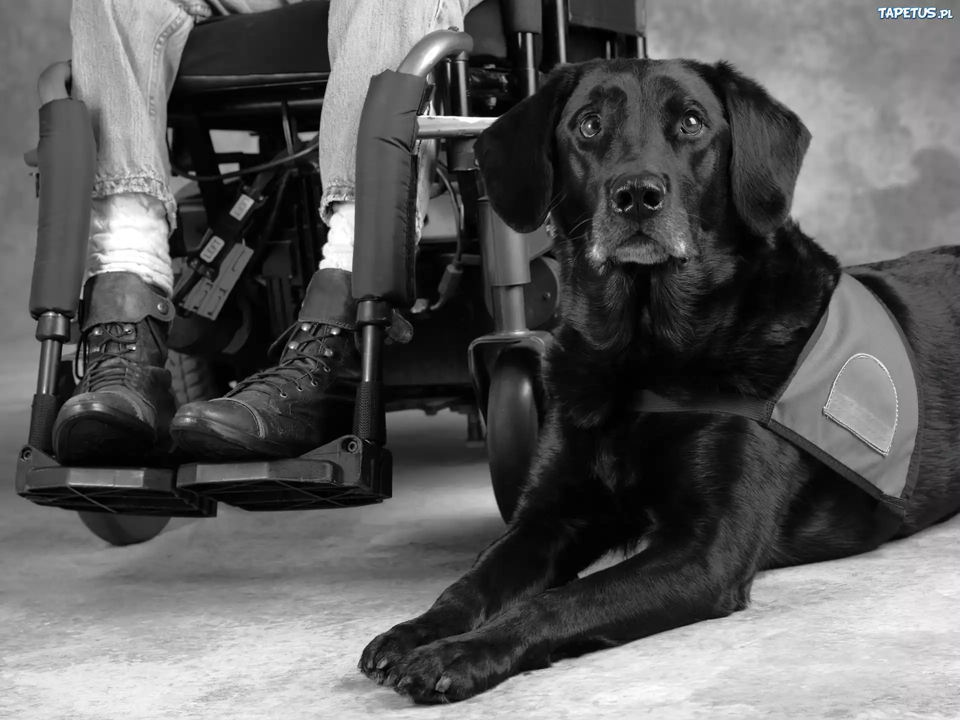 Labrador, Retriever, Wózek, Inwalidzki