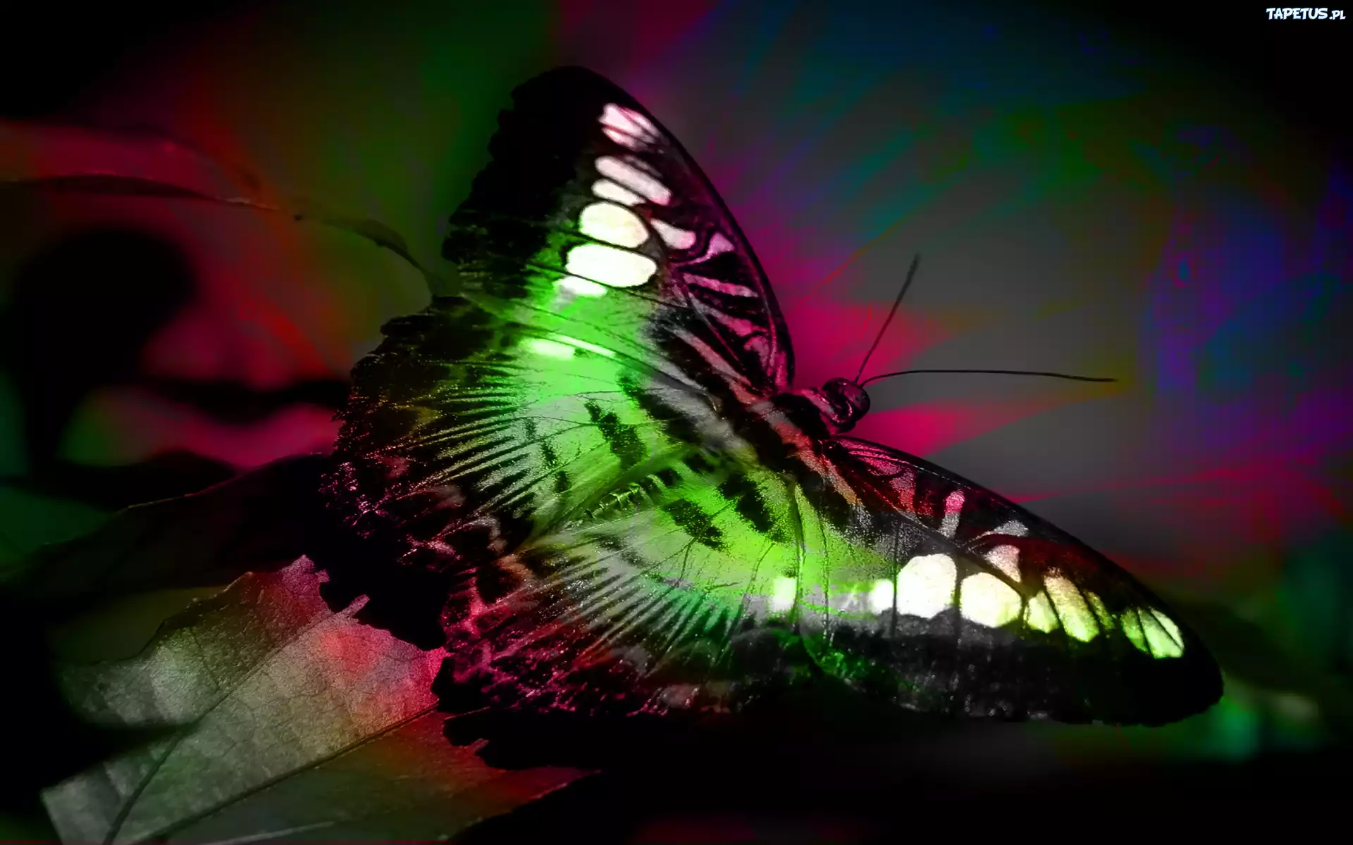 Barwny, Motyl