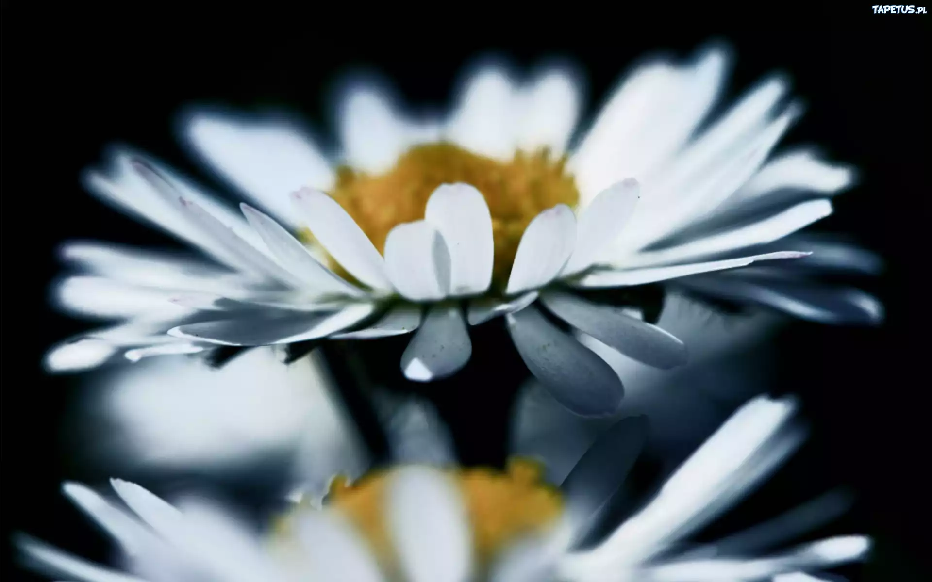 Margaretka, Odbicie