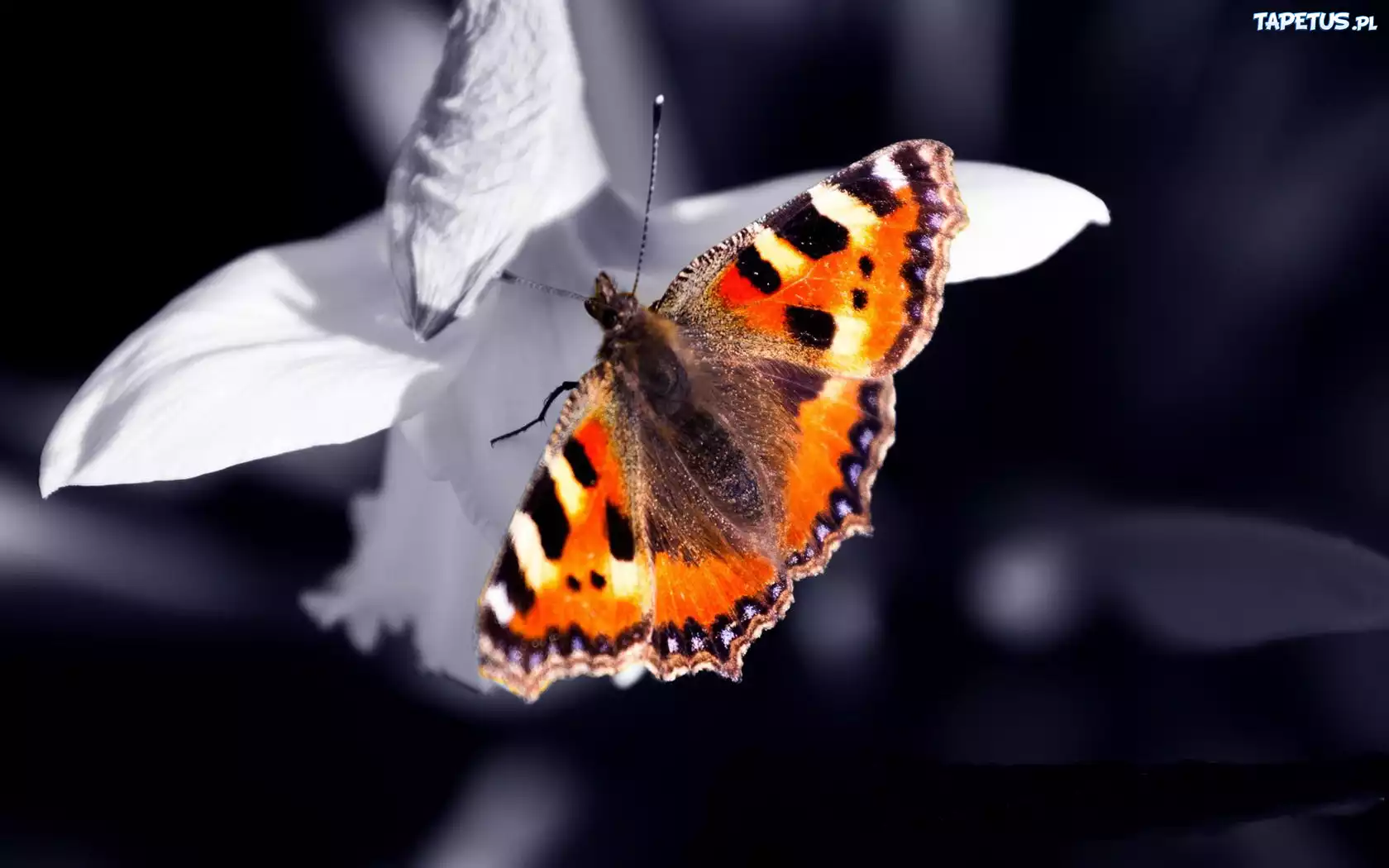 Motyl, Białe, Płatki