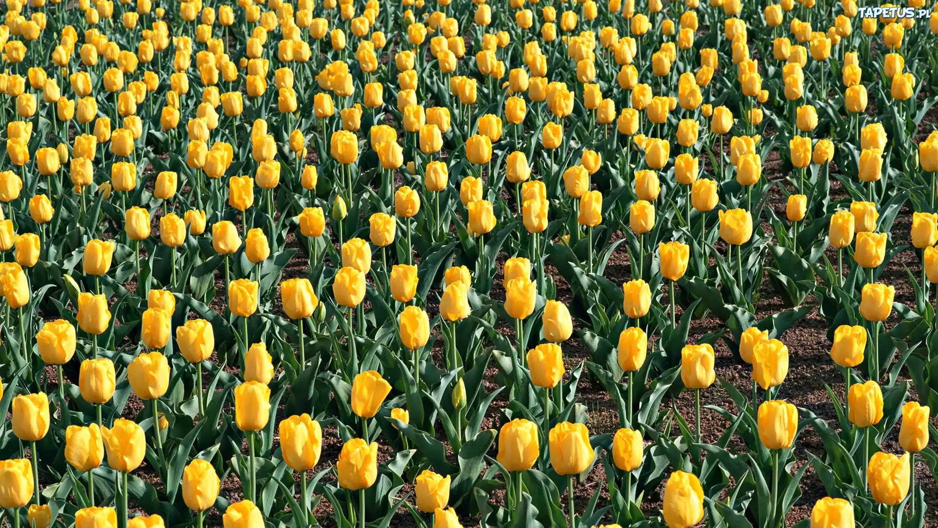 Plantacja, Żółtych, Tulipanów