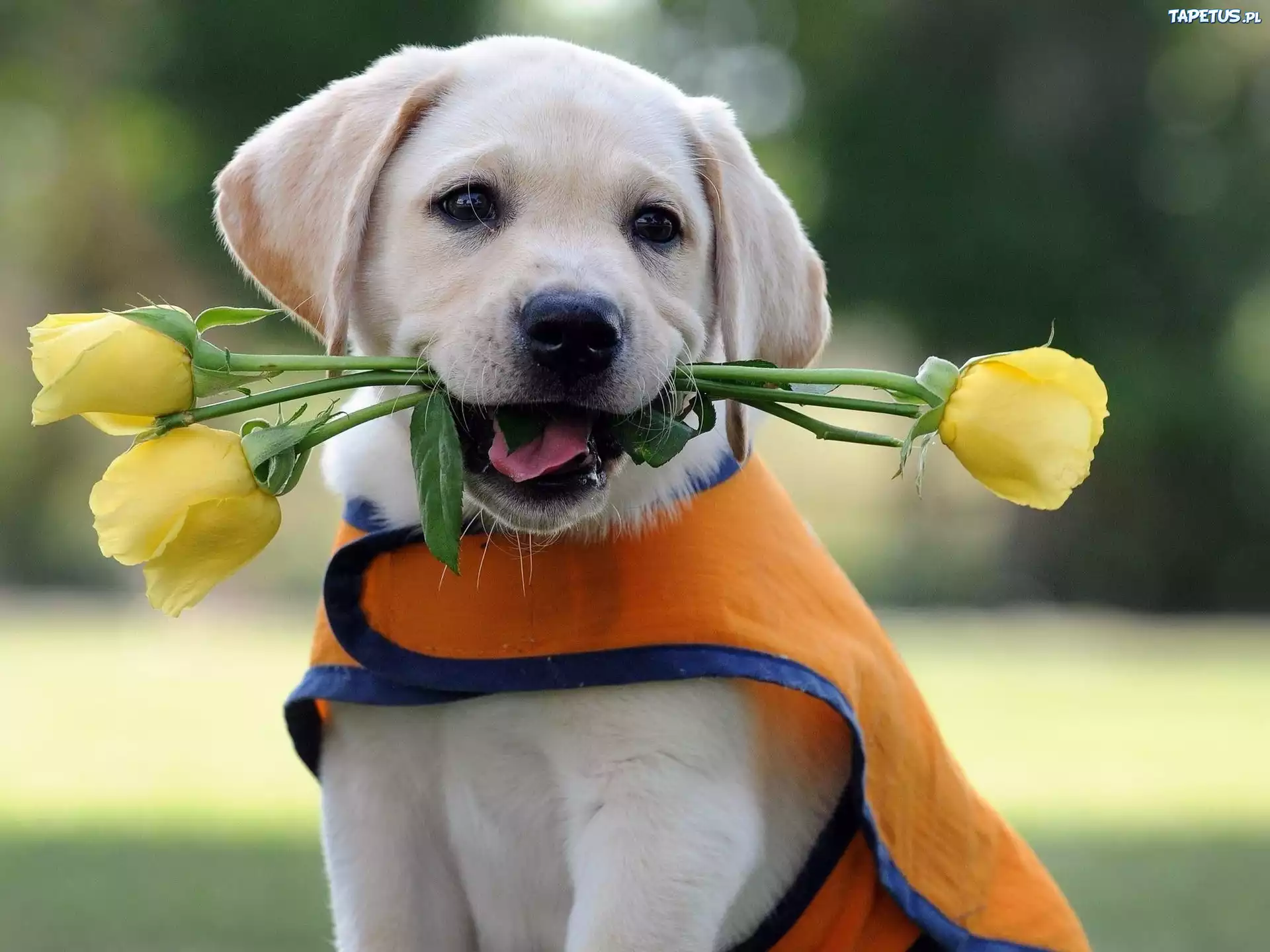 Psiak, Kwiaty, Labrador Retriever