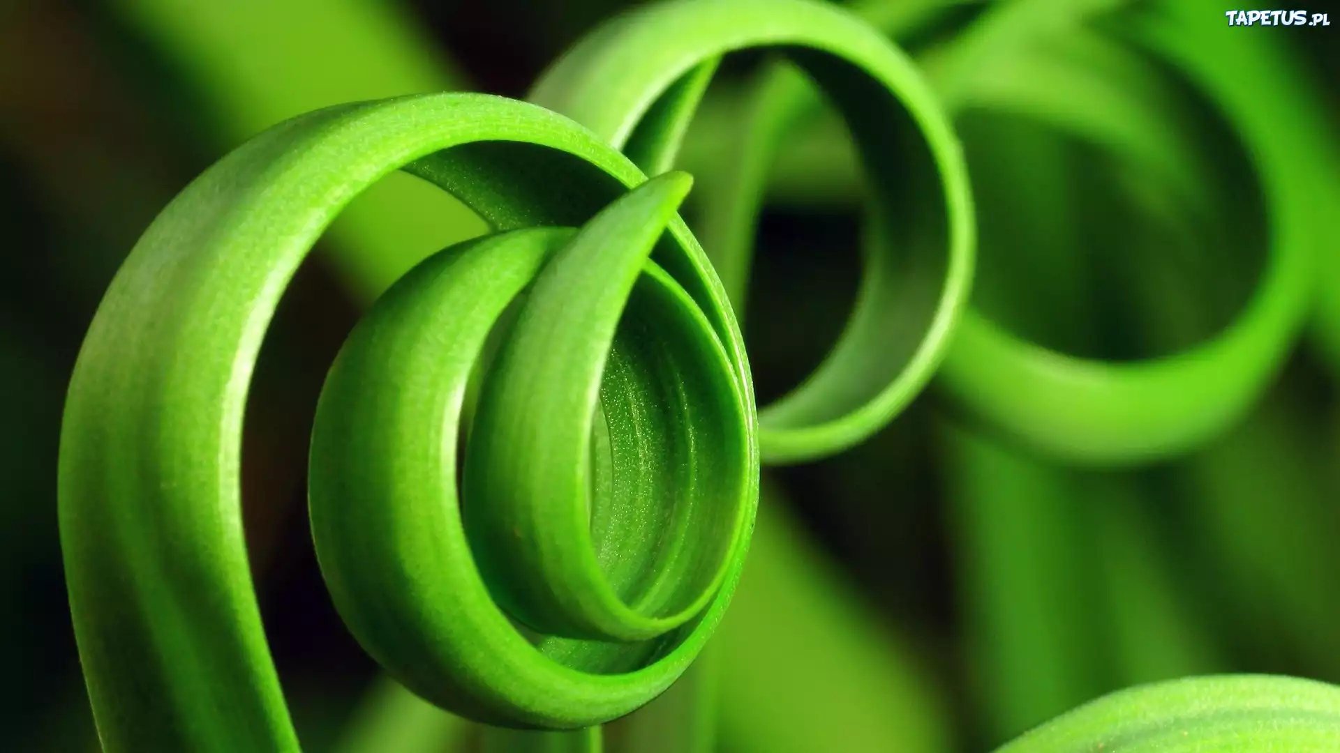 Zielone, Spirale, Liście
